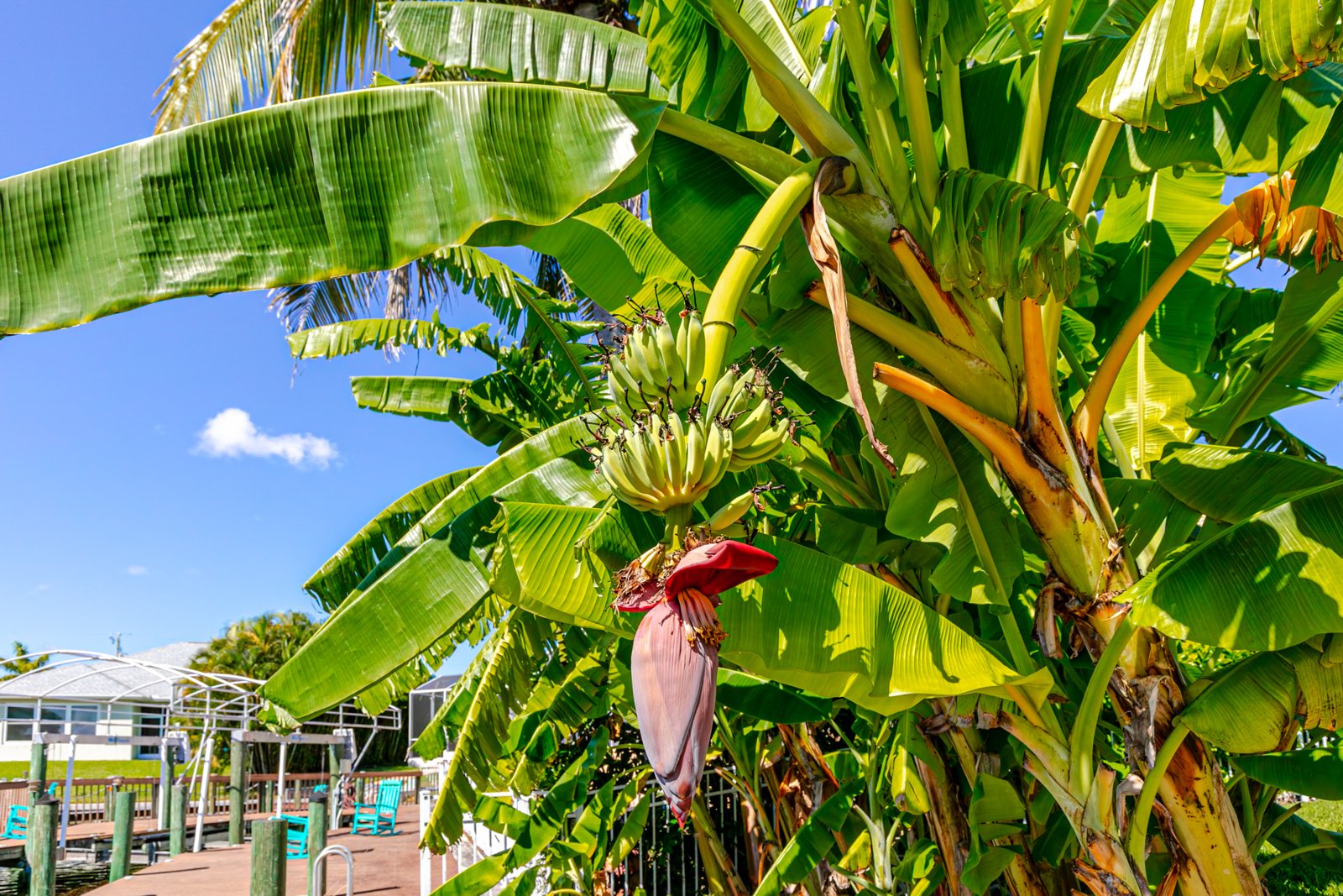Banana tree in the backyard by the dock at 2828 SW 36th St, Cape Coral FL Banana tree in the backyard by the dock at 2828 SW 36th St, Cape Coral FL