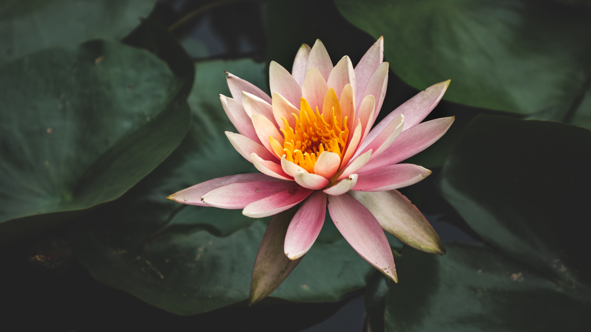A lotus flower