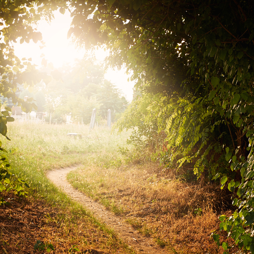 Light through trees ketamine preparation Westlake Village