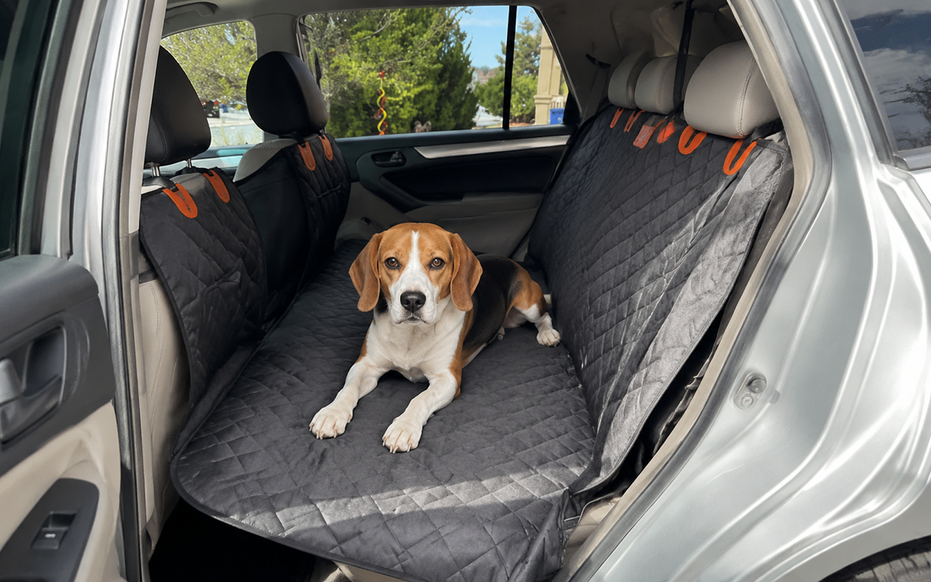 Standard back seat setup with dog