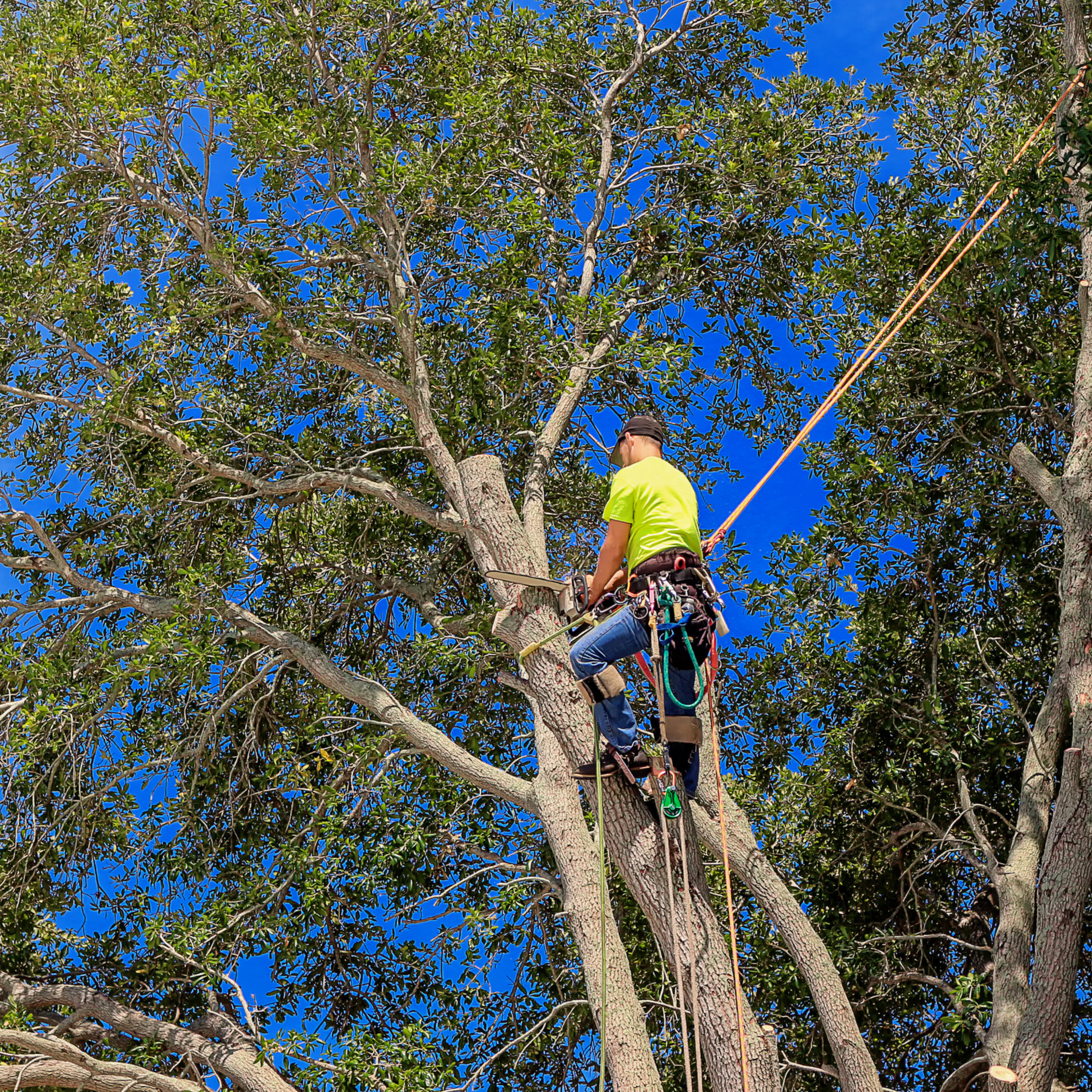 Wausau tree service