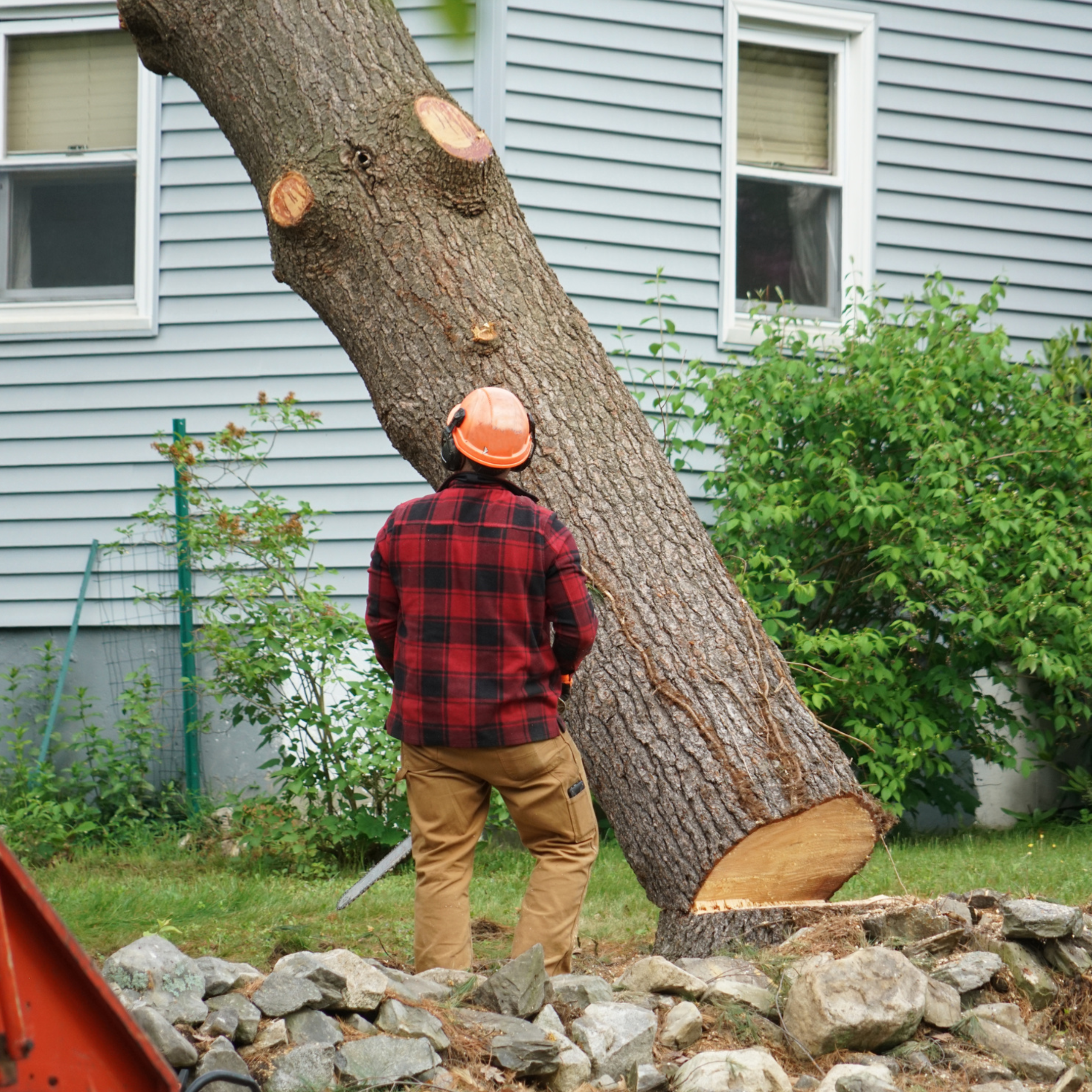 tree removal in wausau wisconsin