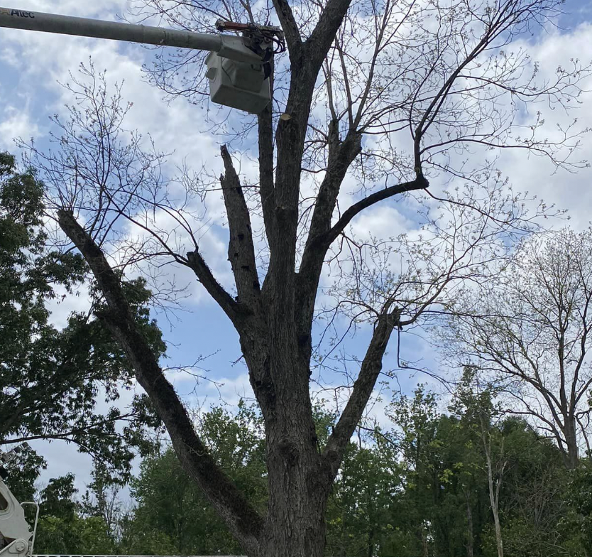 6 large trees being removed wausau wi