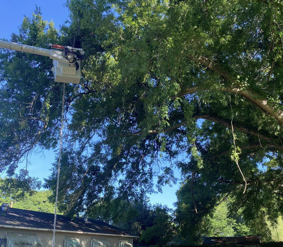 tree service in a residential home in Wausau wisconsin