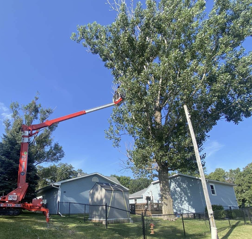 tree service and removal wausau