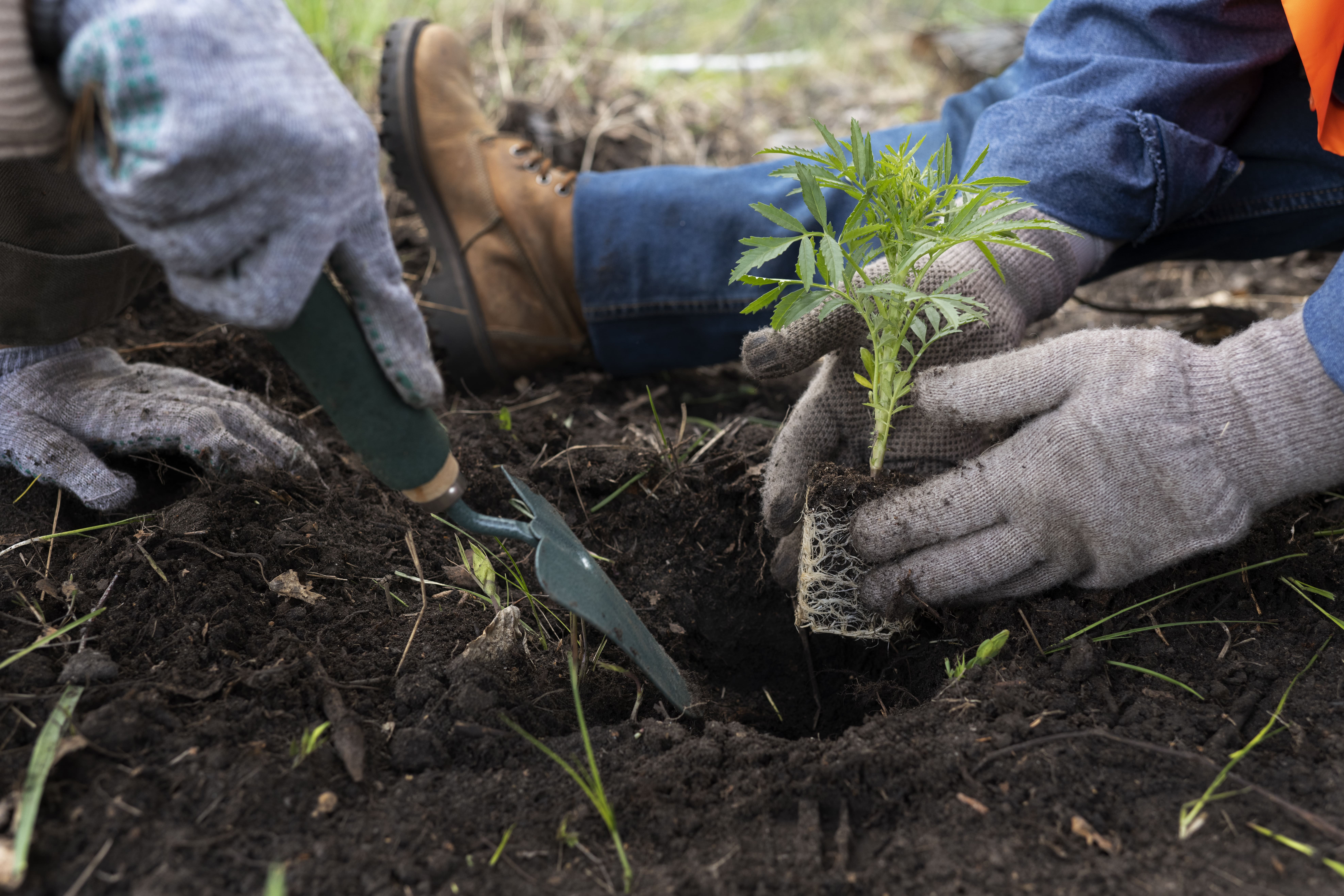 Tree Planting in Alexandria VA
