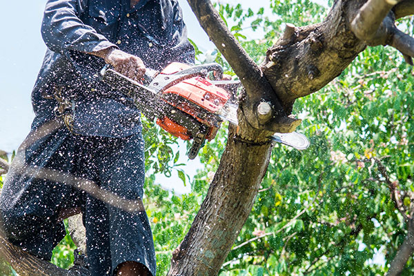 McLean VA Tree Trimming