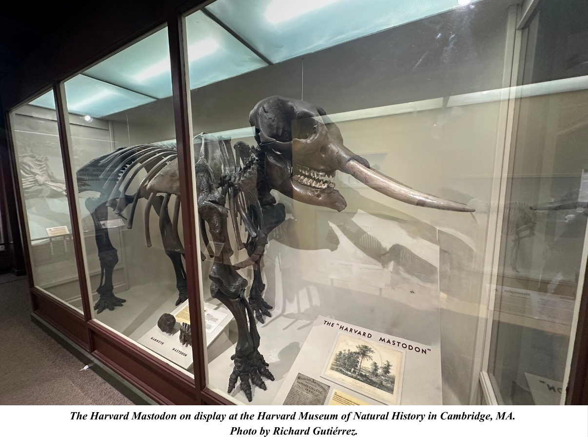 Harvard Mastodon photo by Richard Gutierrez Harvard Mastodon photo by Richard Gutierrez