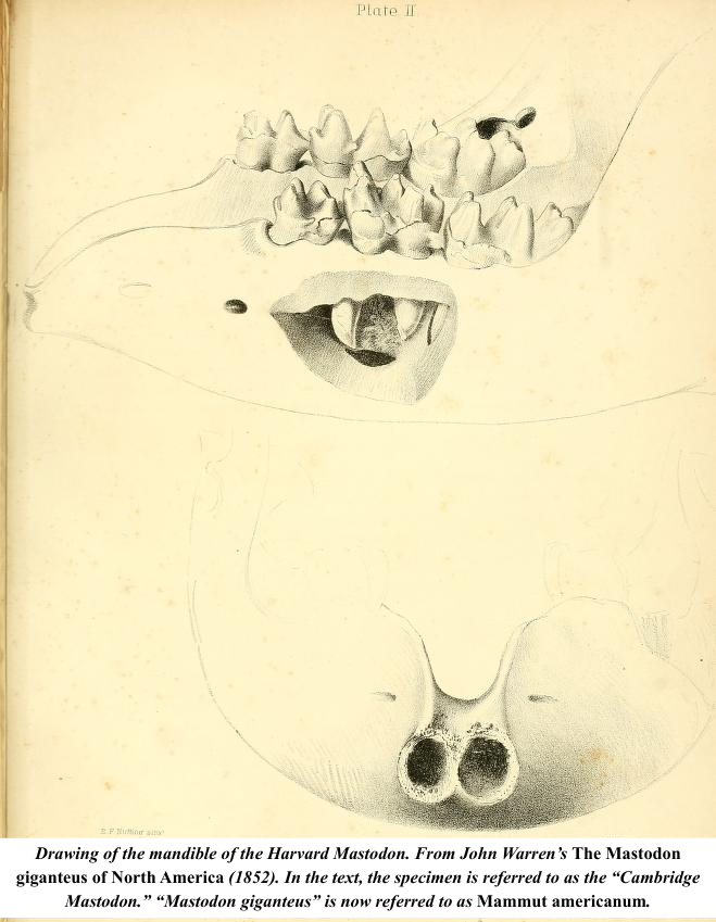 Mandible drawing John Warren mastodon giganteus harvard cambridge mastodon Mandible drawing John Warren mastodon giganteus harvard cambridge mastodon