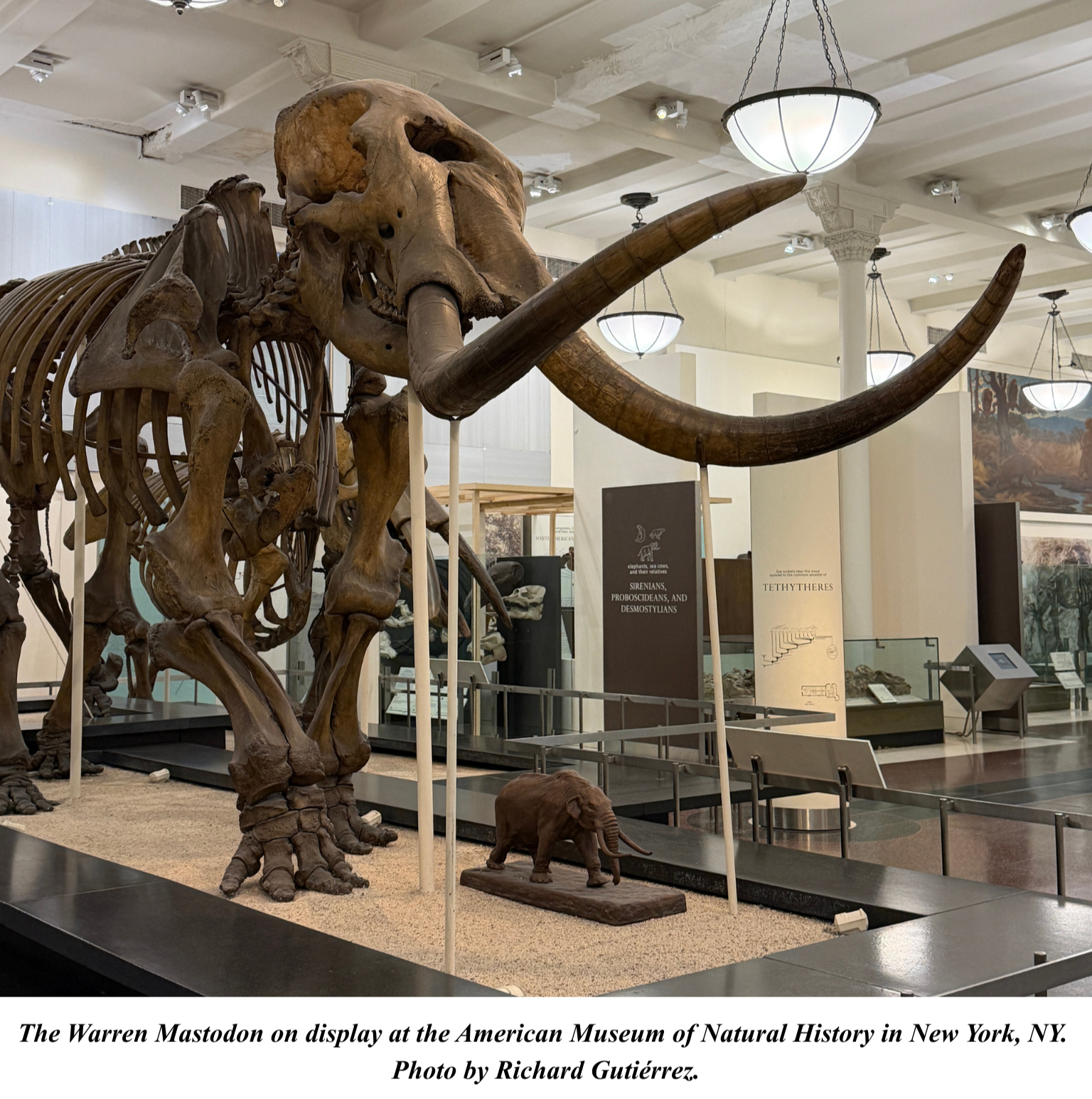 Mastodon warren american museum of natural history new york Mastodon warren american museum of natural history new york