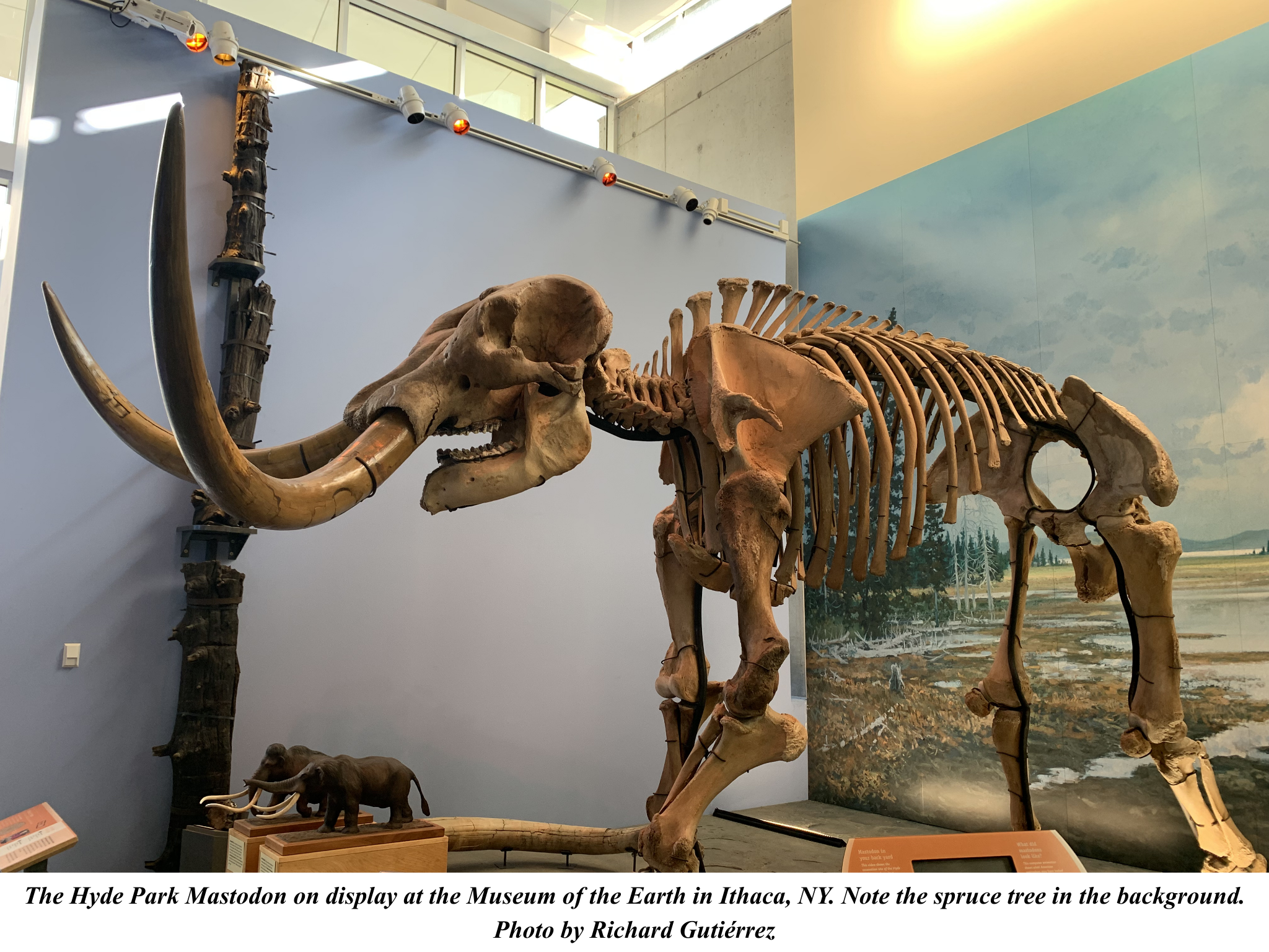 hyde park mastodon museum of the earth hyde park mastodon museum of the earth