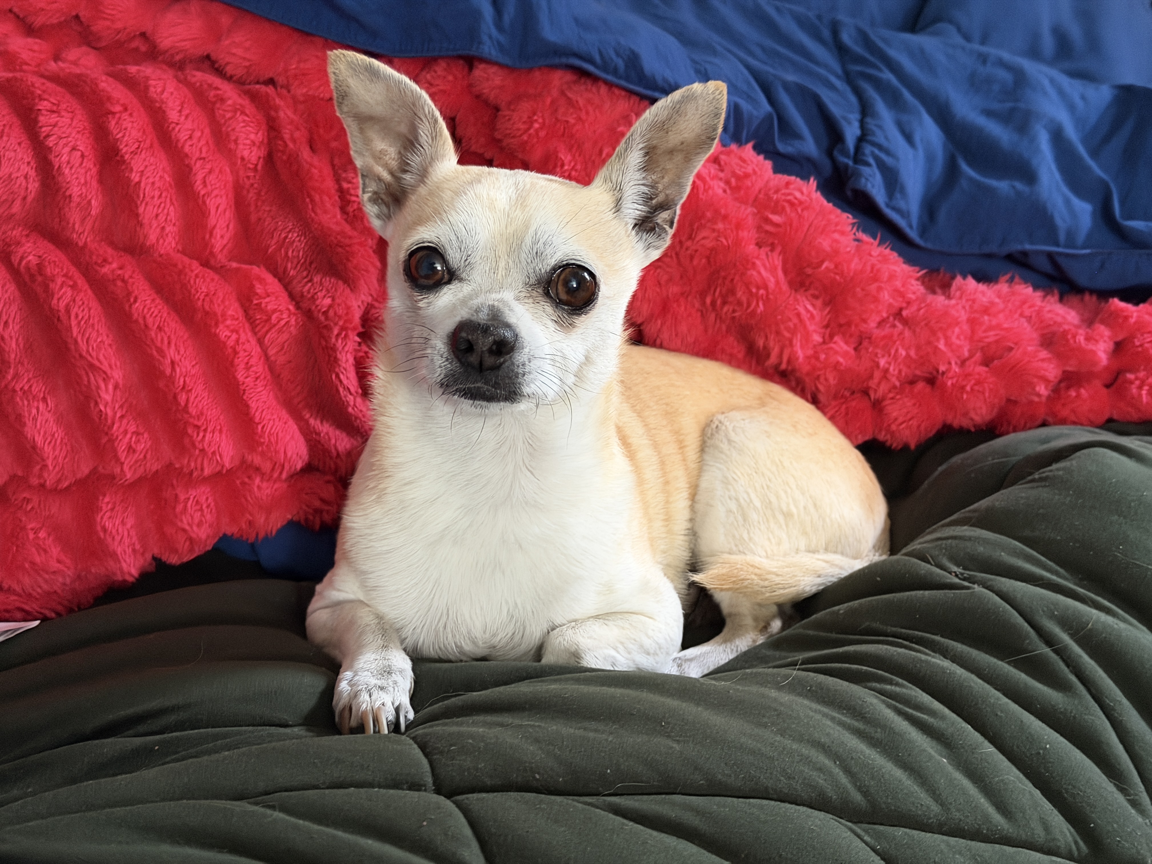 Chihuahua mix Beast Chihuahua mix Beast