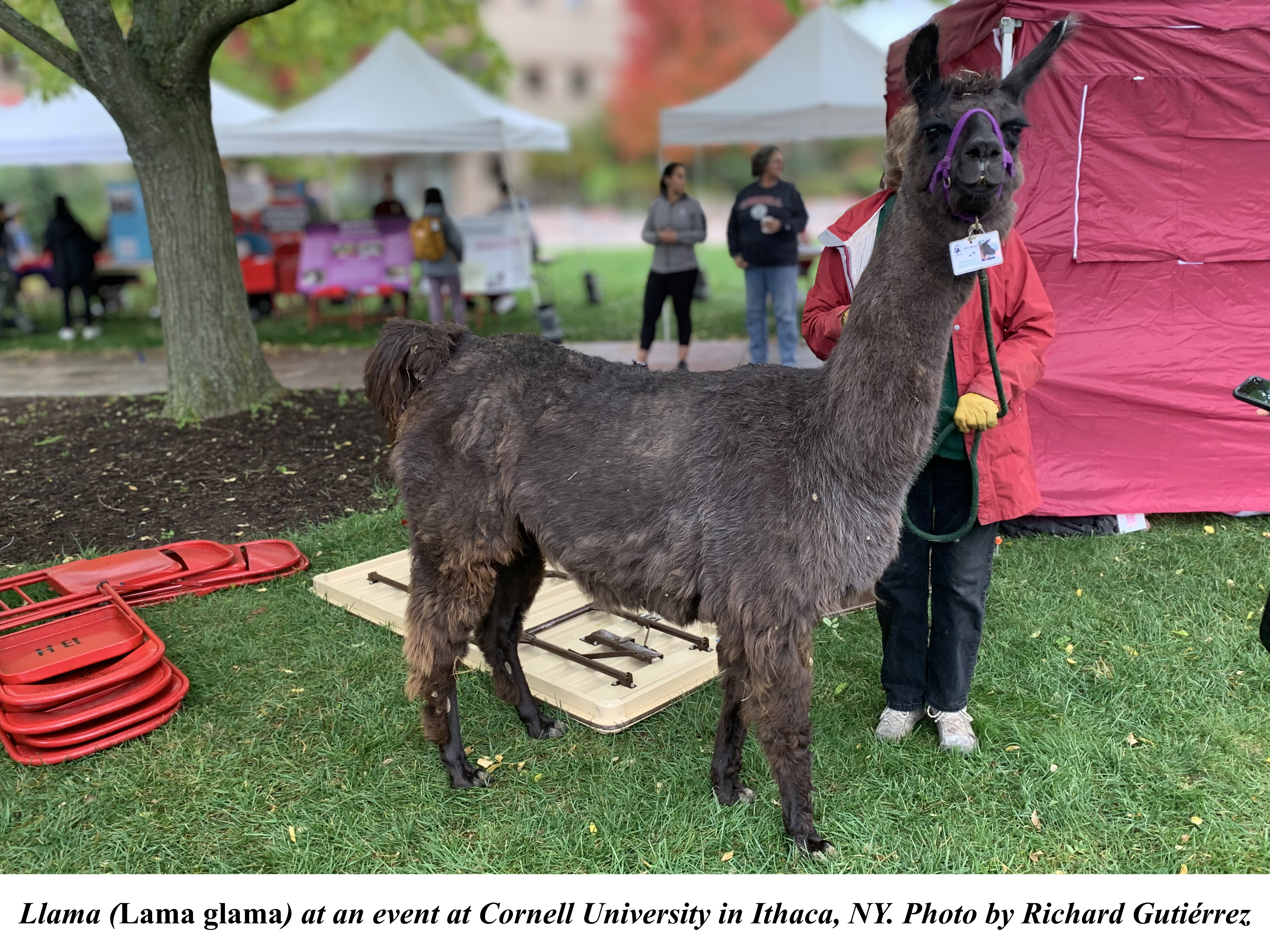Llama at Cornell University