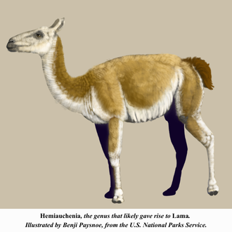 Hemiauchenia, Benji Paysnoe, National Parks Service