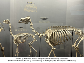 Llama (Lama glama) at the Smithsonian museum of natural history in Washington DC