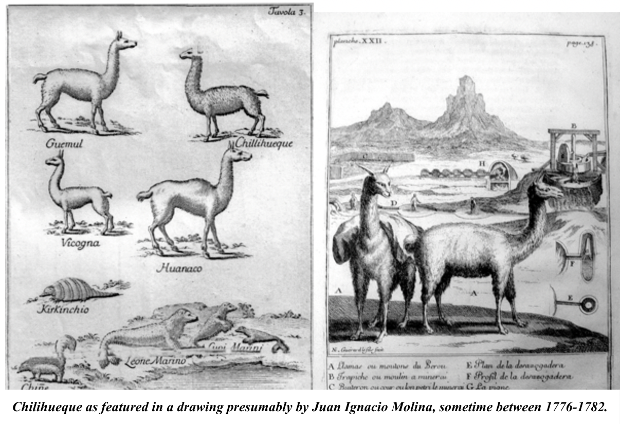Chilihueque by JI Molina