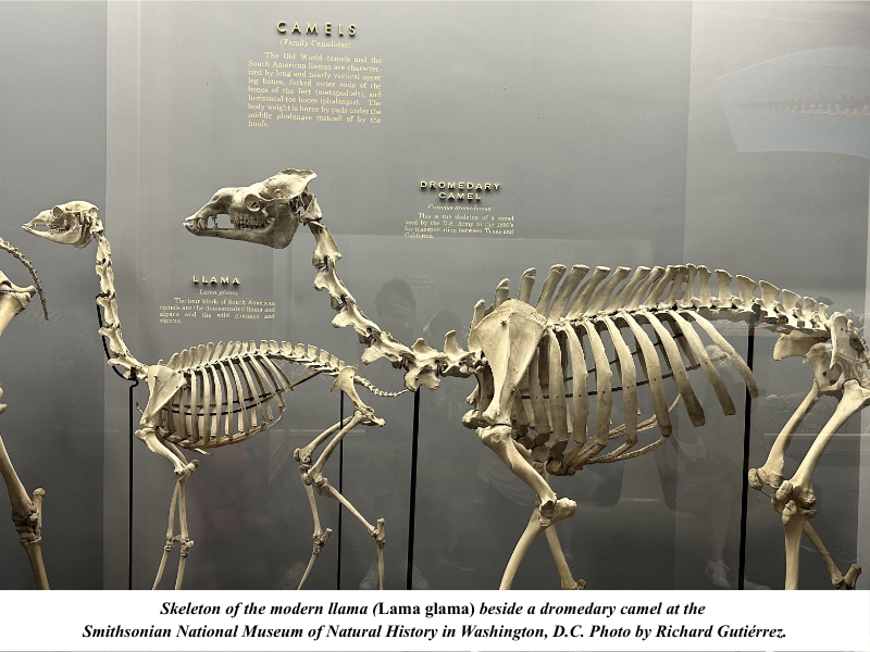 Llama skeleton at Smithsonian in Washington DC Llama skeleton at Smithsonian in Washington DC