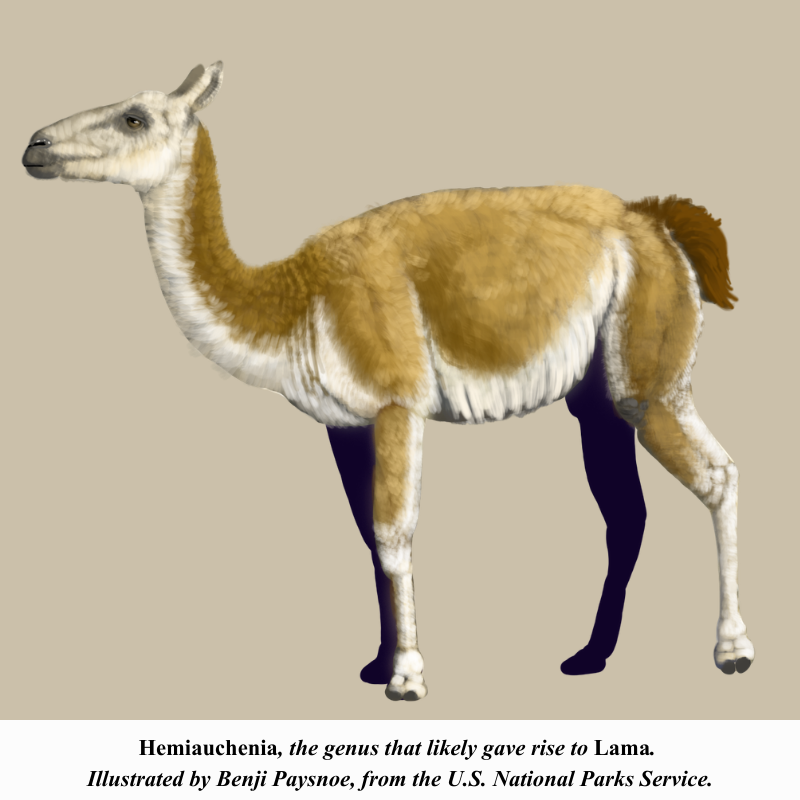 US National Parks Hemiauchenia US National Parks Hemiauchenia