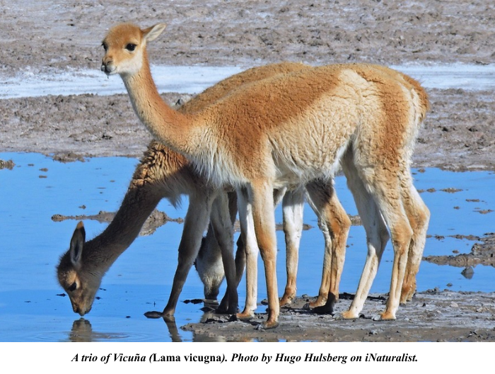 Trio of Vicuna Trio of Vicuna