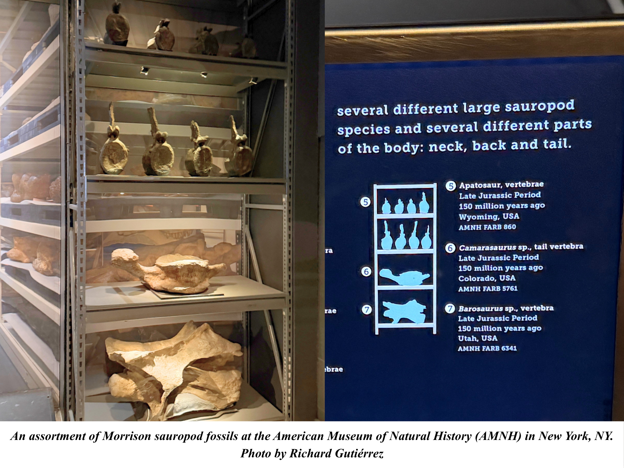 Morrison sauropod vertebrae at AMNH