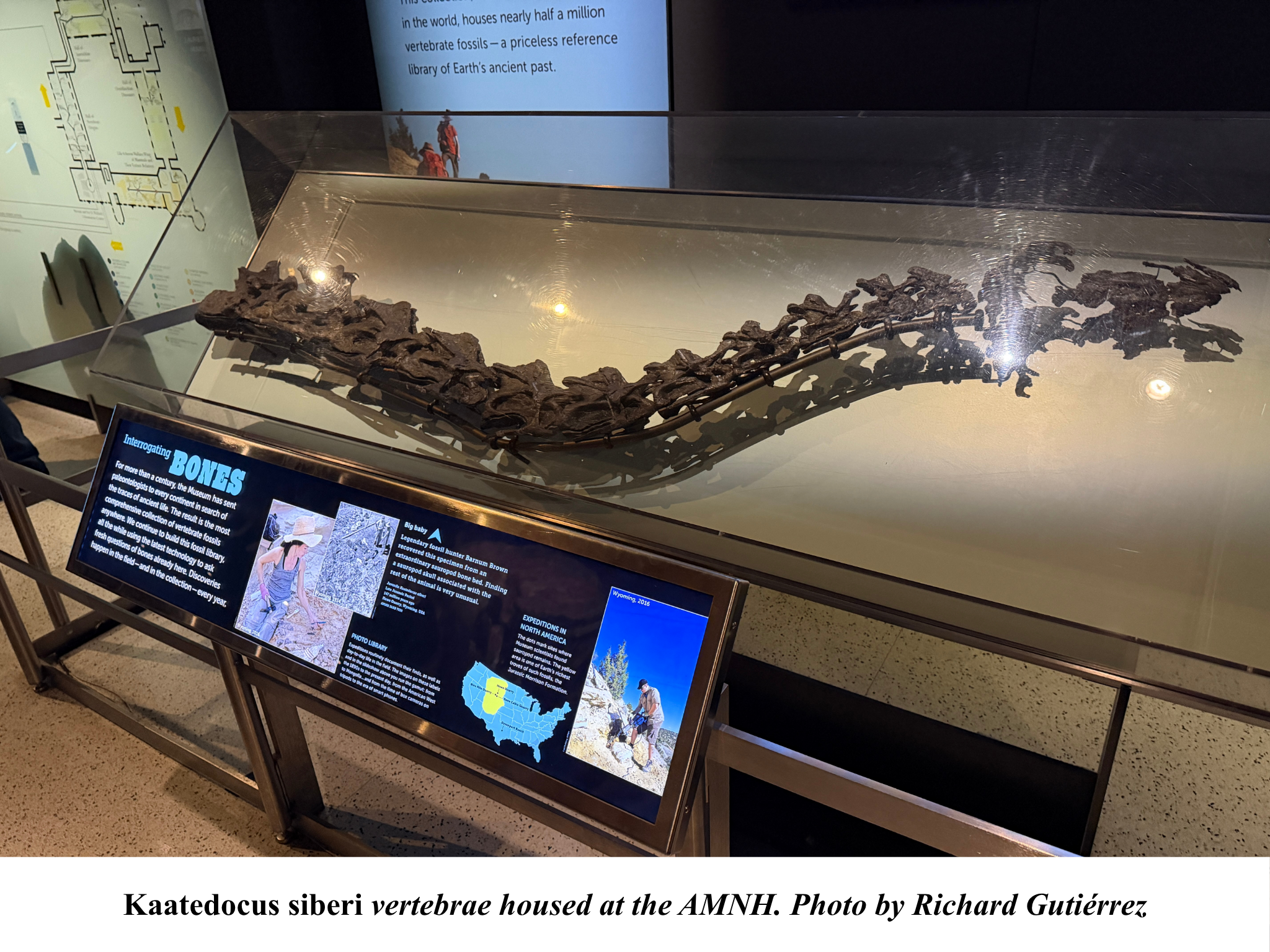 Kaatedocus fossil at AMNH