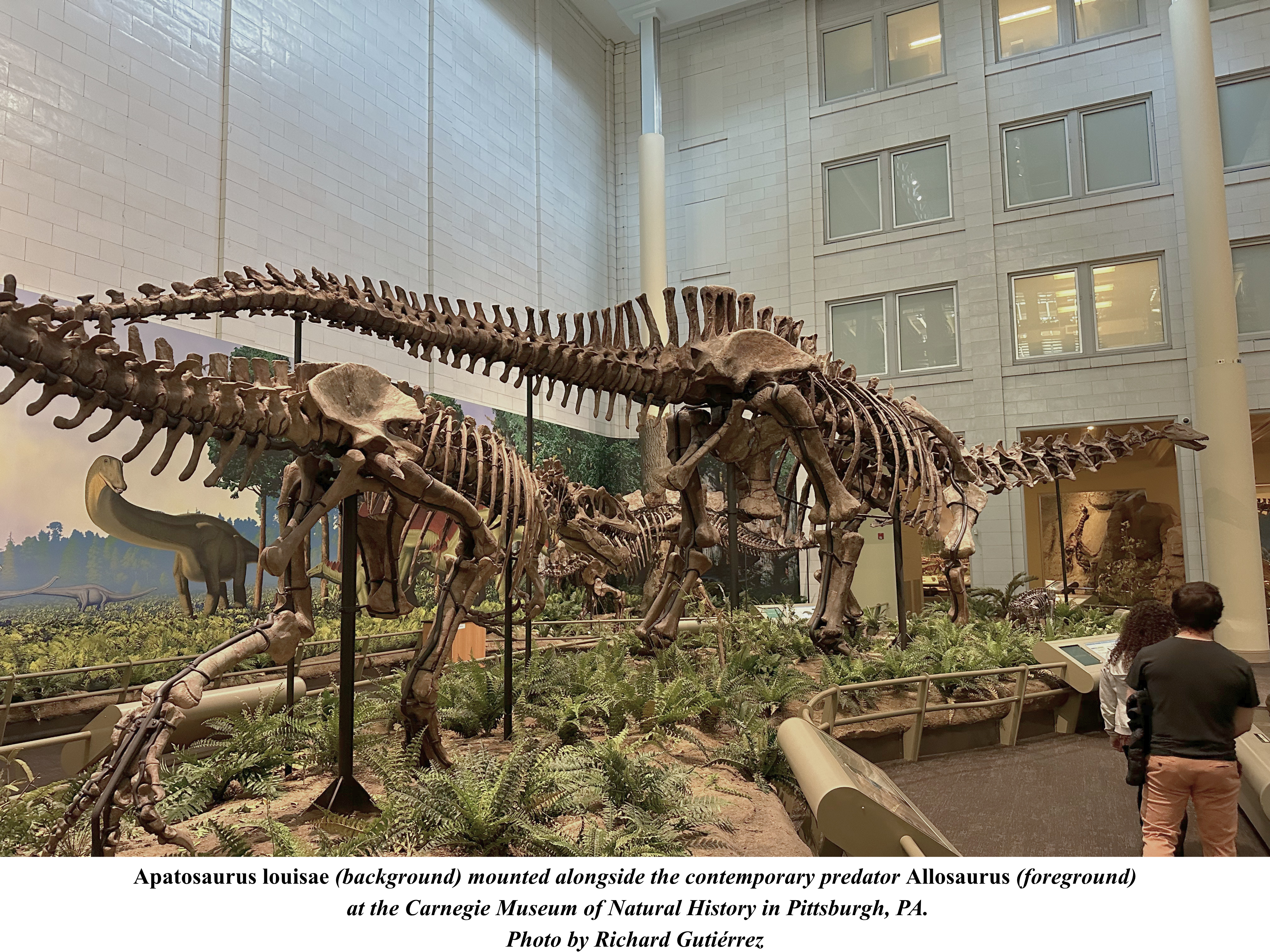 Apatosaurus at the Carnegie