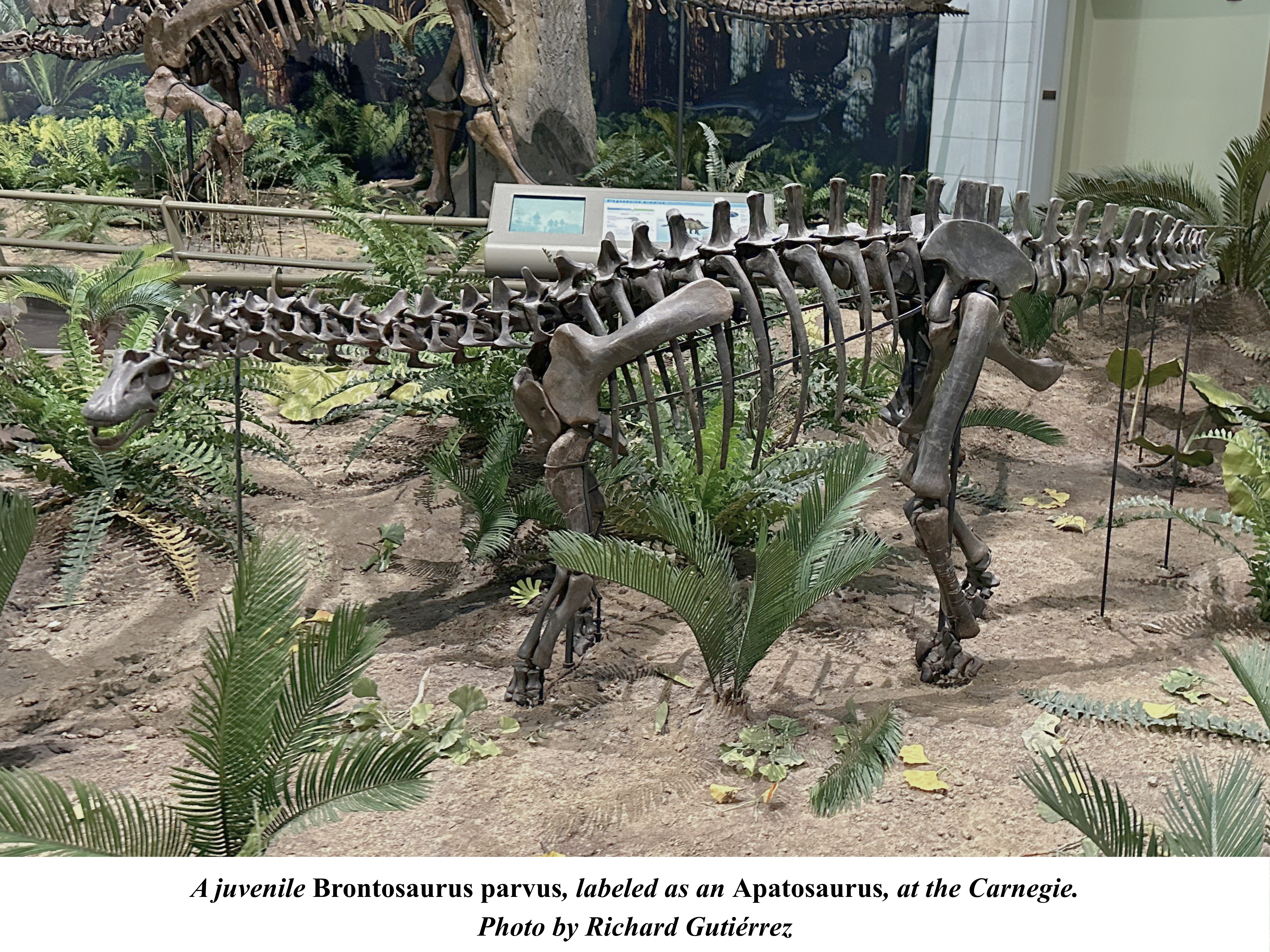 Brontosaurus parvus (labeled as Apatosaurus) at Carnegie