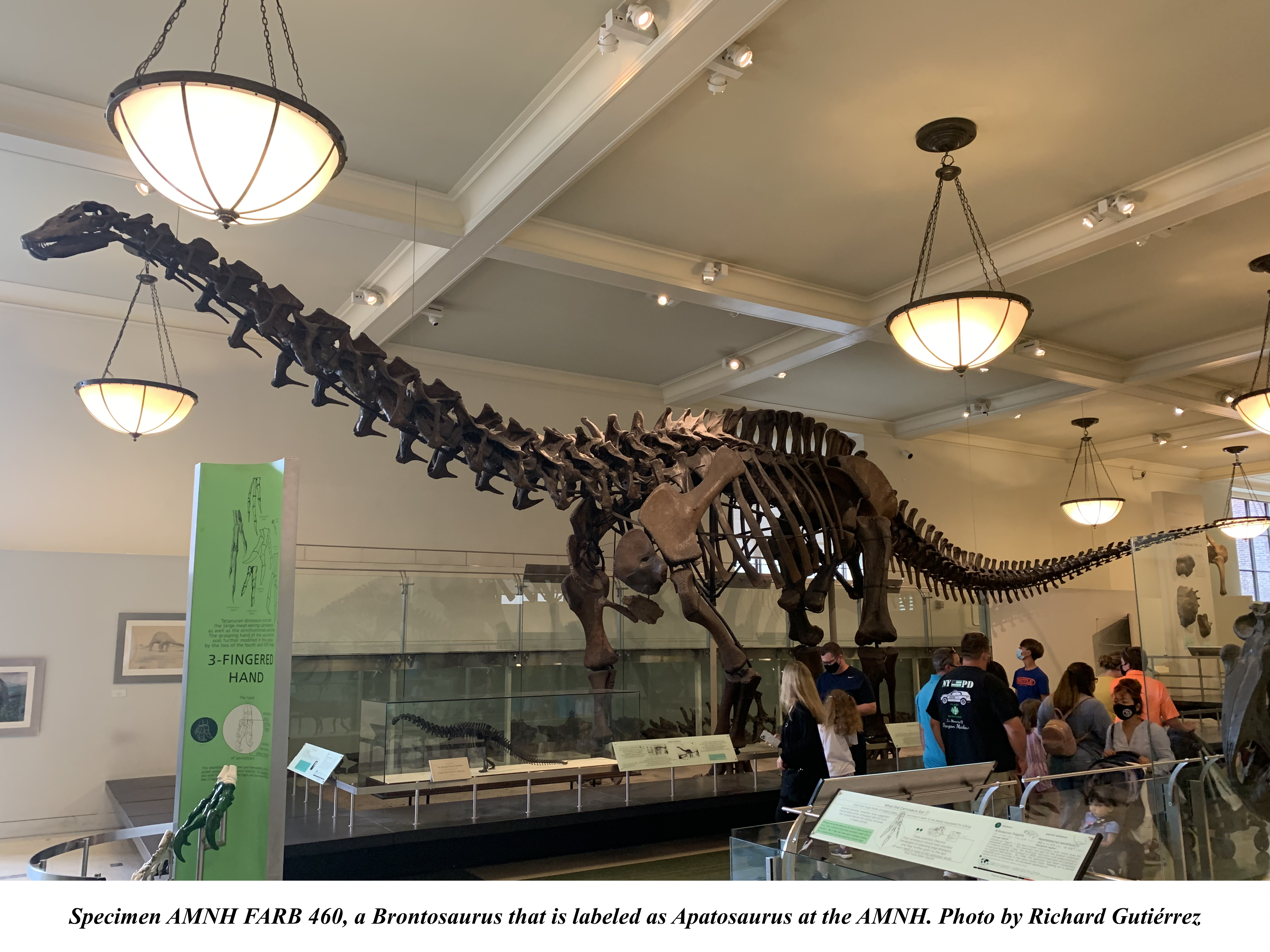 Brontosaurus or Apatosaurus at AMNH
