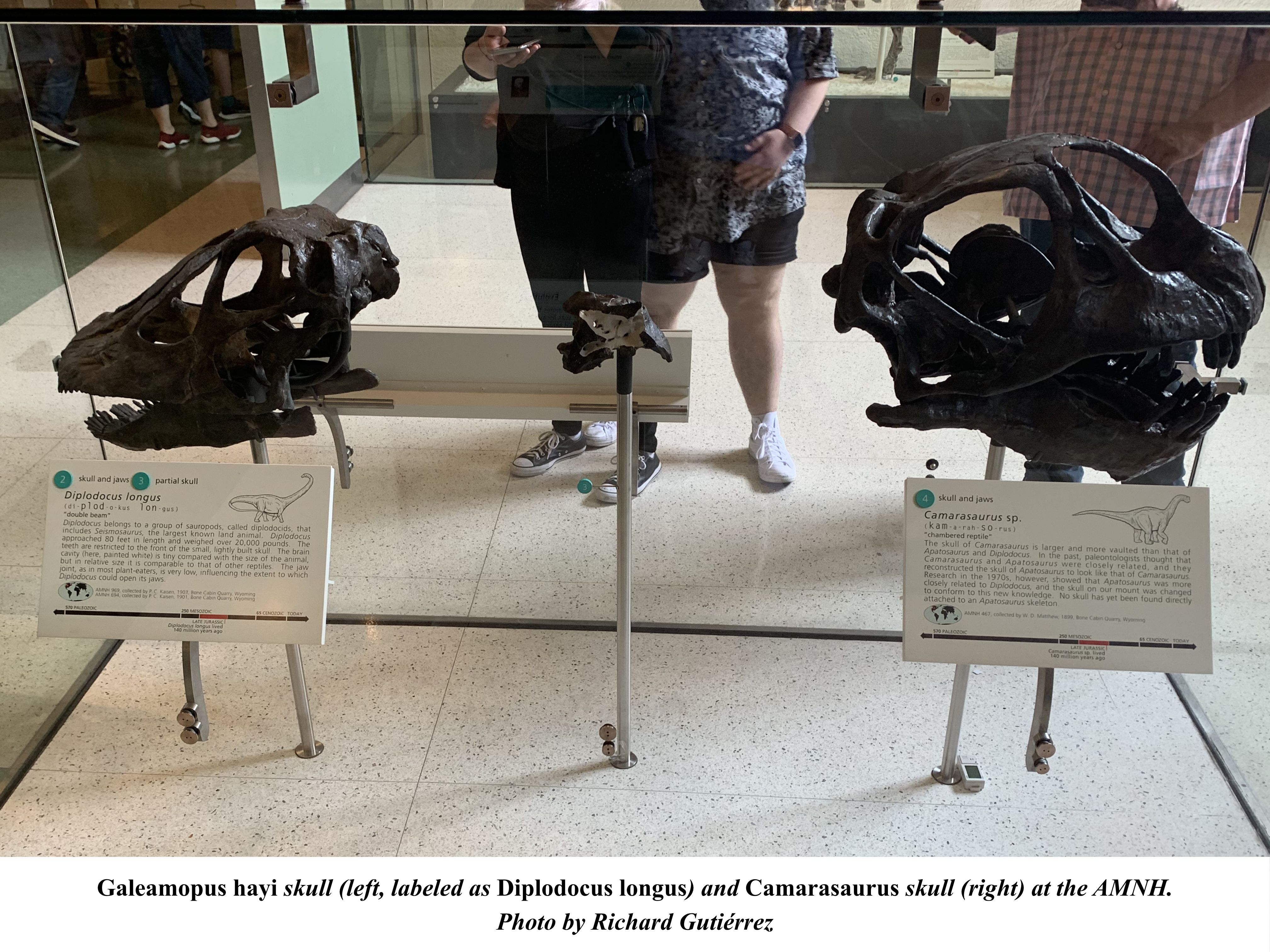 Galeamopus (labeled as Diplodocus) and Camarasaurus skull at AMNH