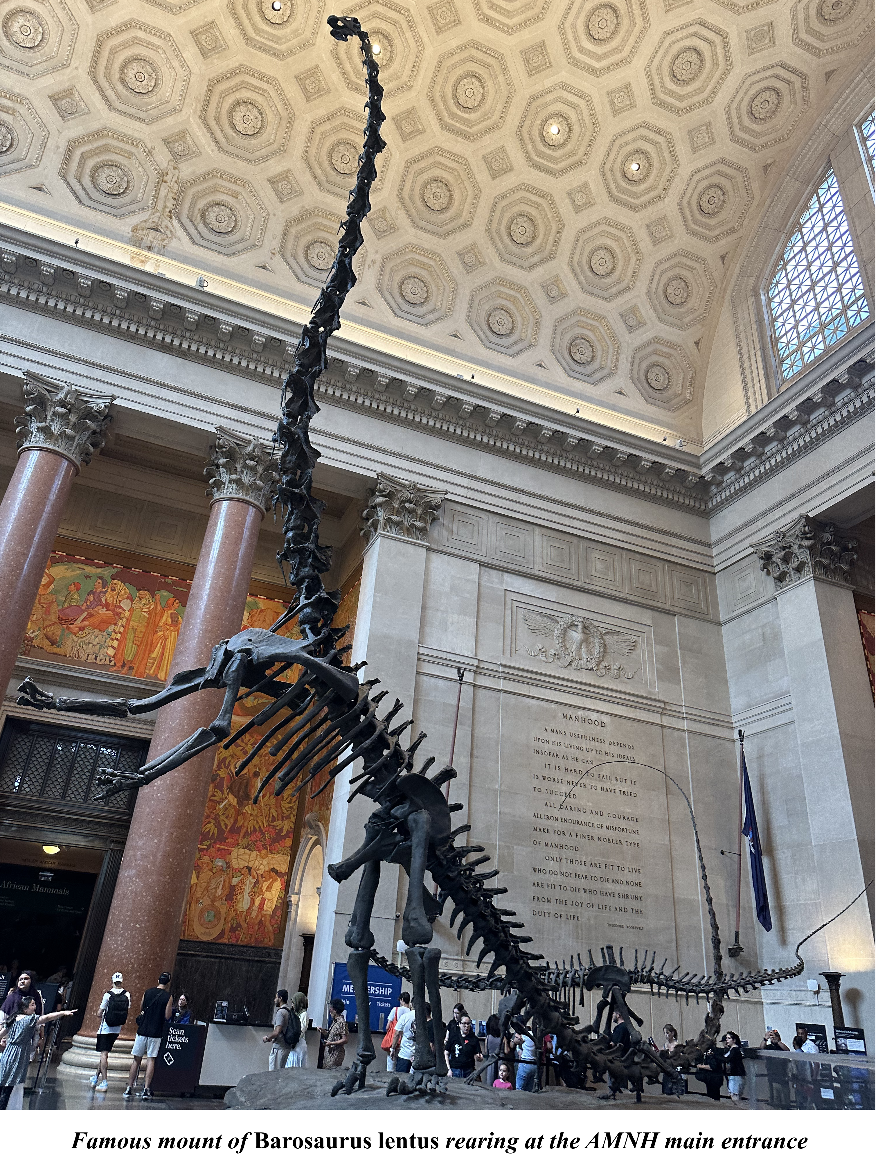 Barosaurus at AMNH