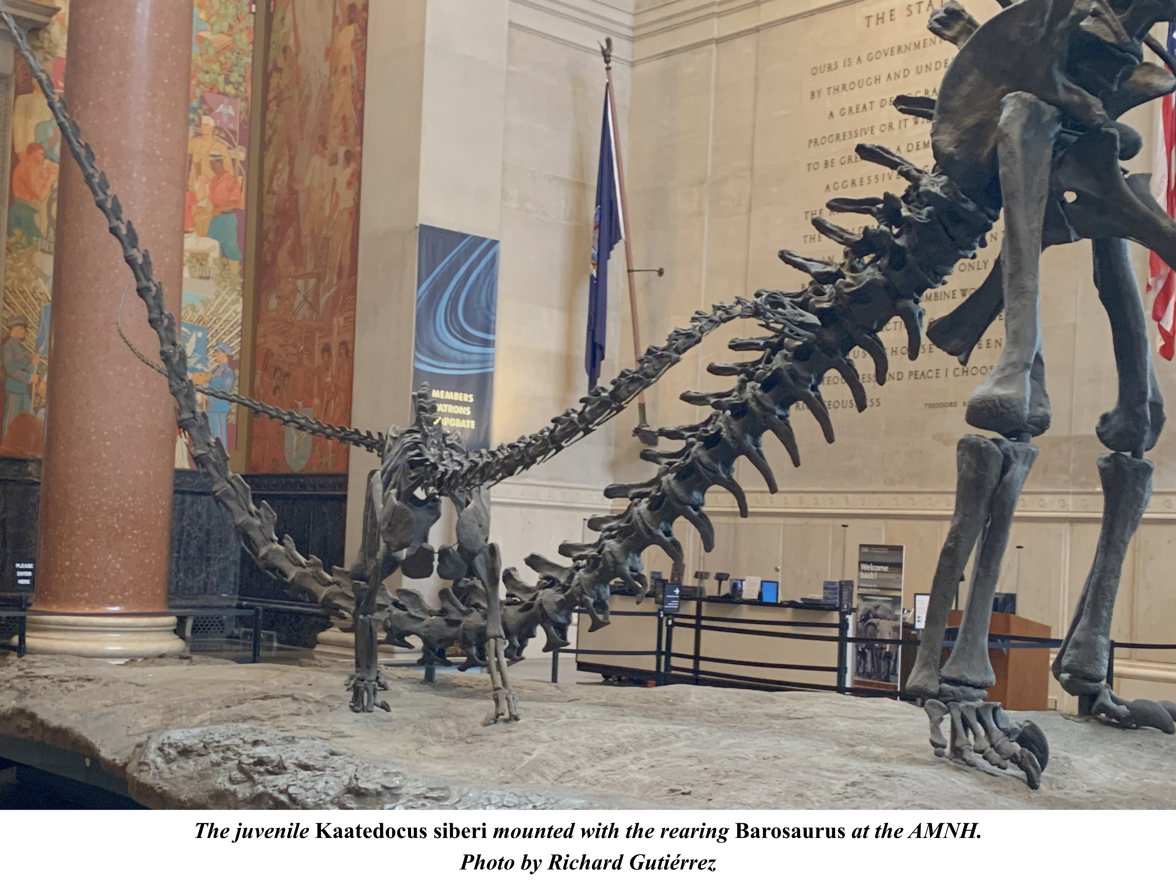 Kaatedocus juvenile with Barosaurus at AMNH