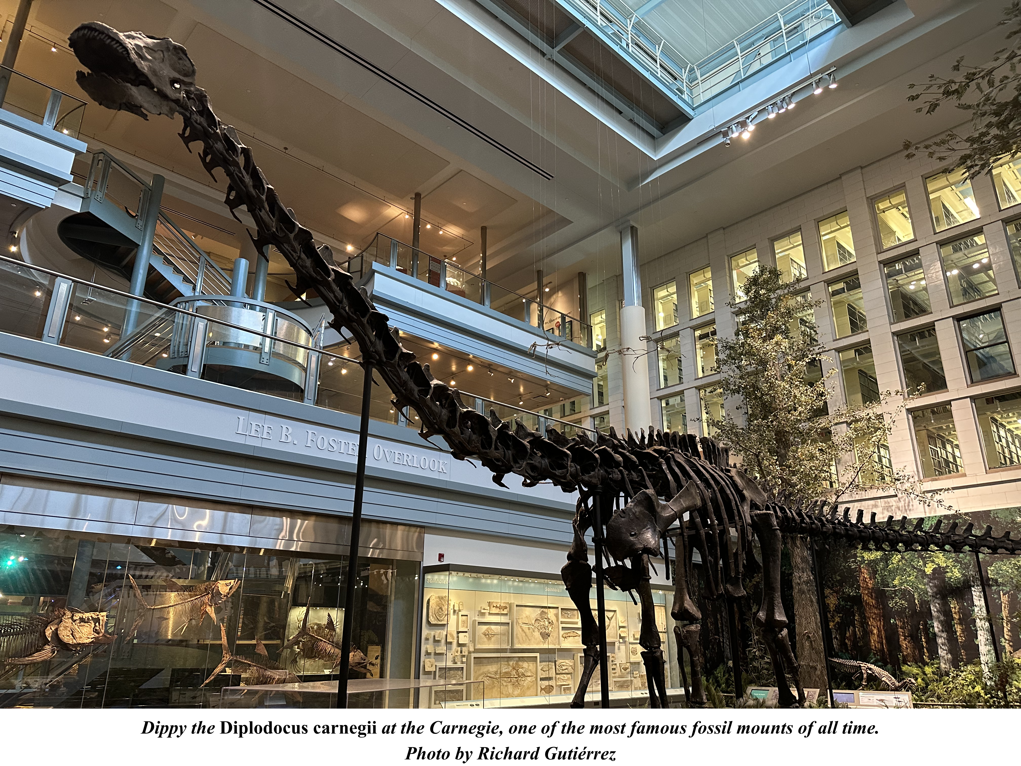 Dippy the Diplodocus