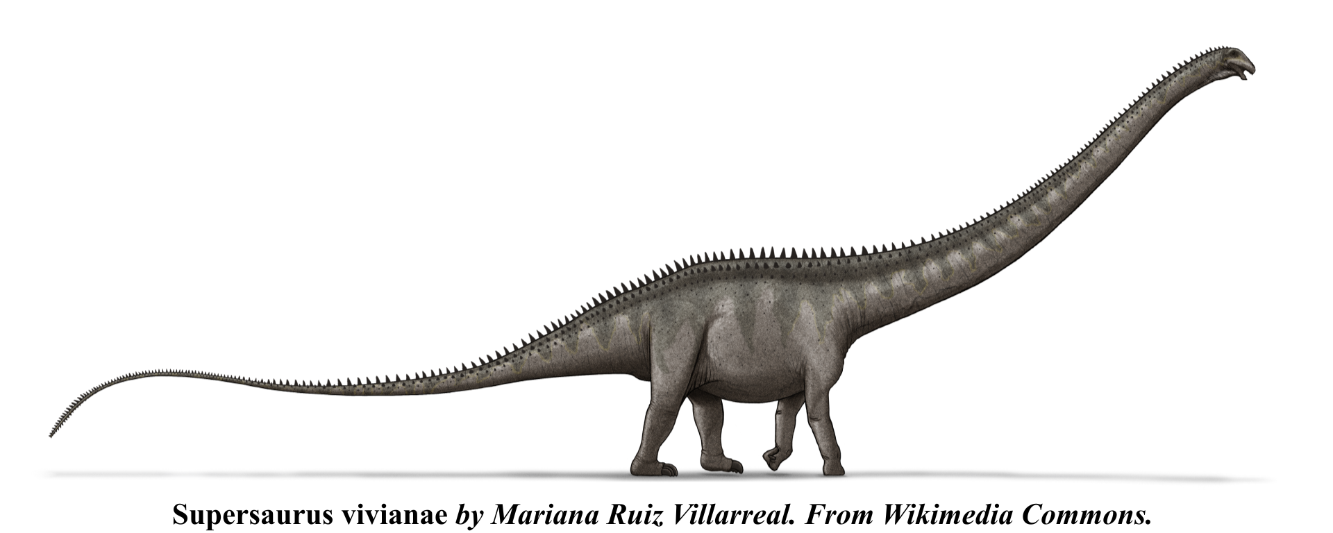 supersaurus mariana ruiz villarreal