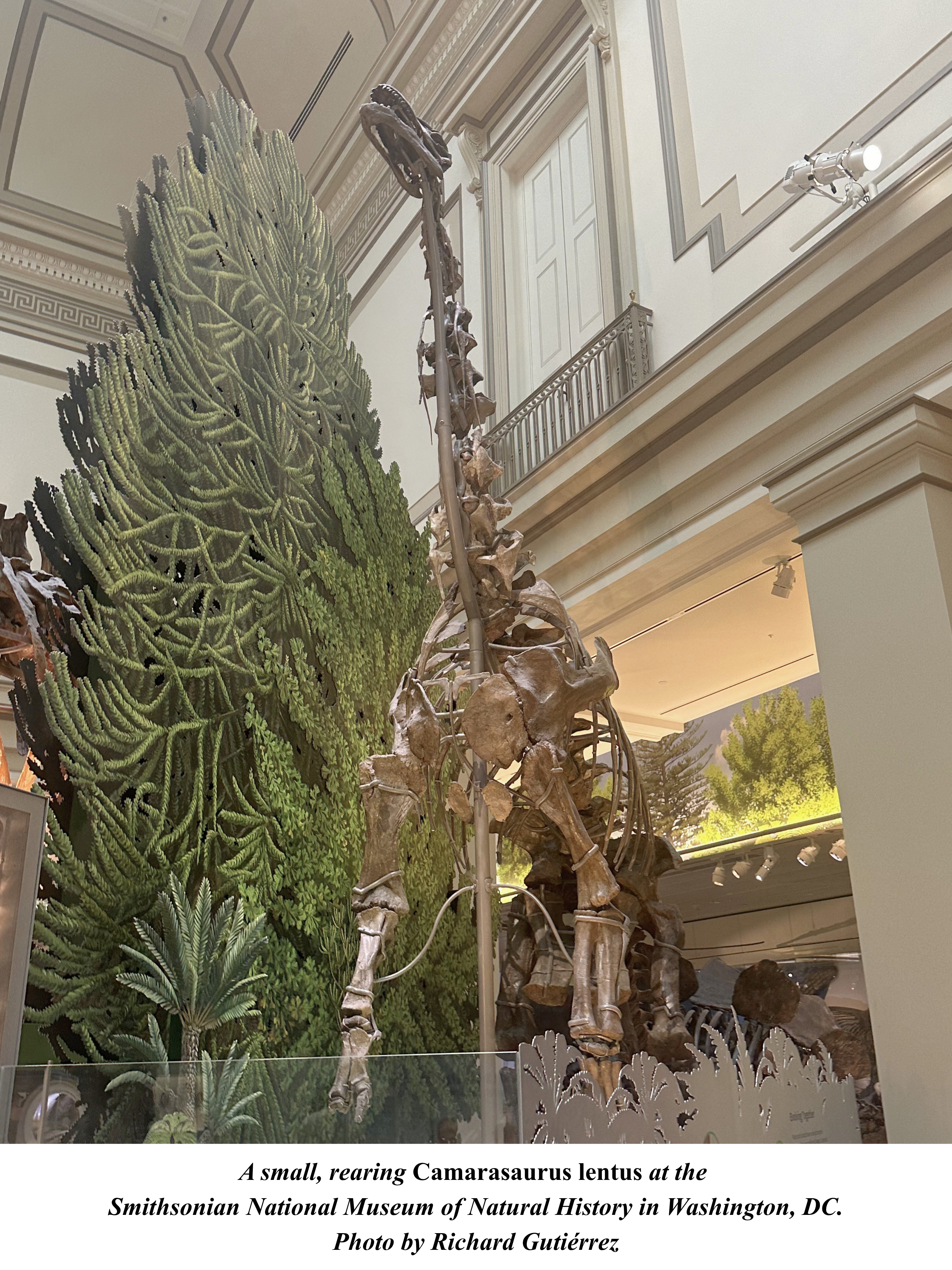 Camarasaurus rearing at the Smithsonian