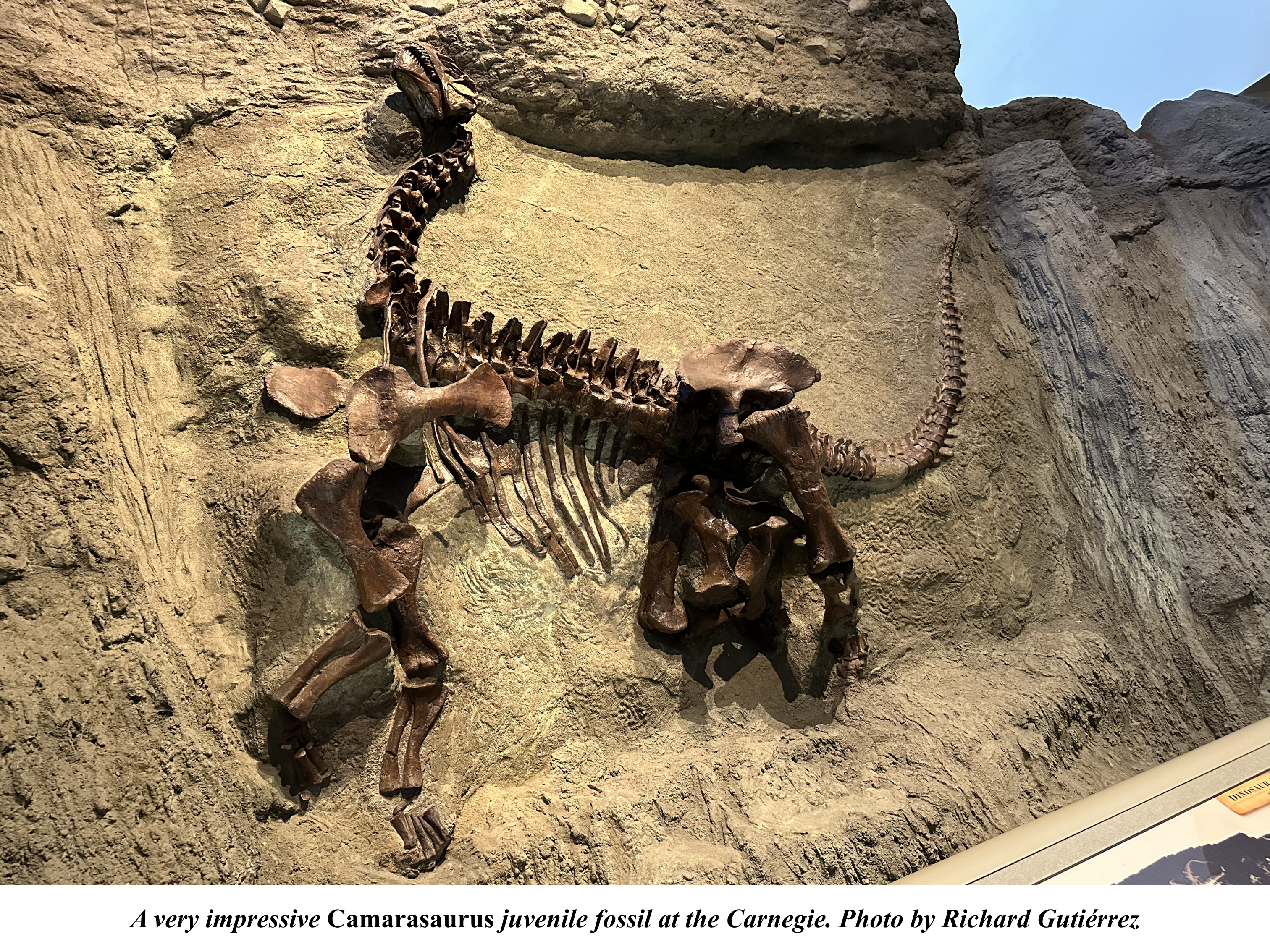 Camarasaurus at the Carnegie Museum