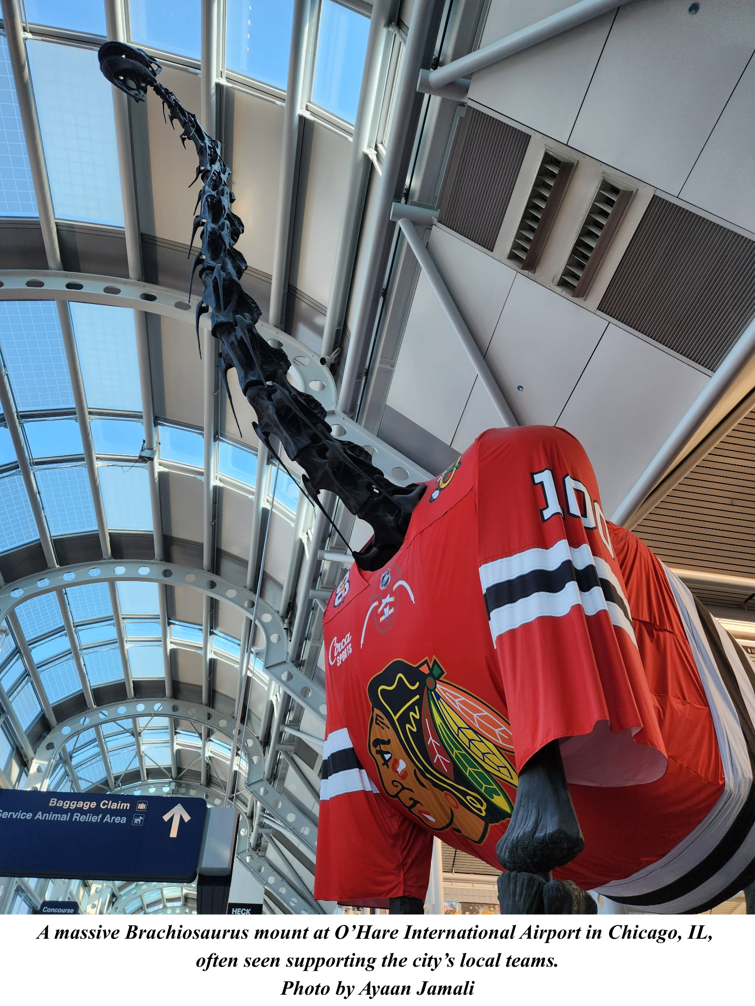Brachiosaurus at O'Hare Airport in Chicago