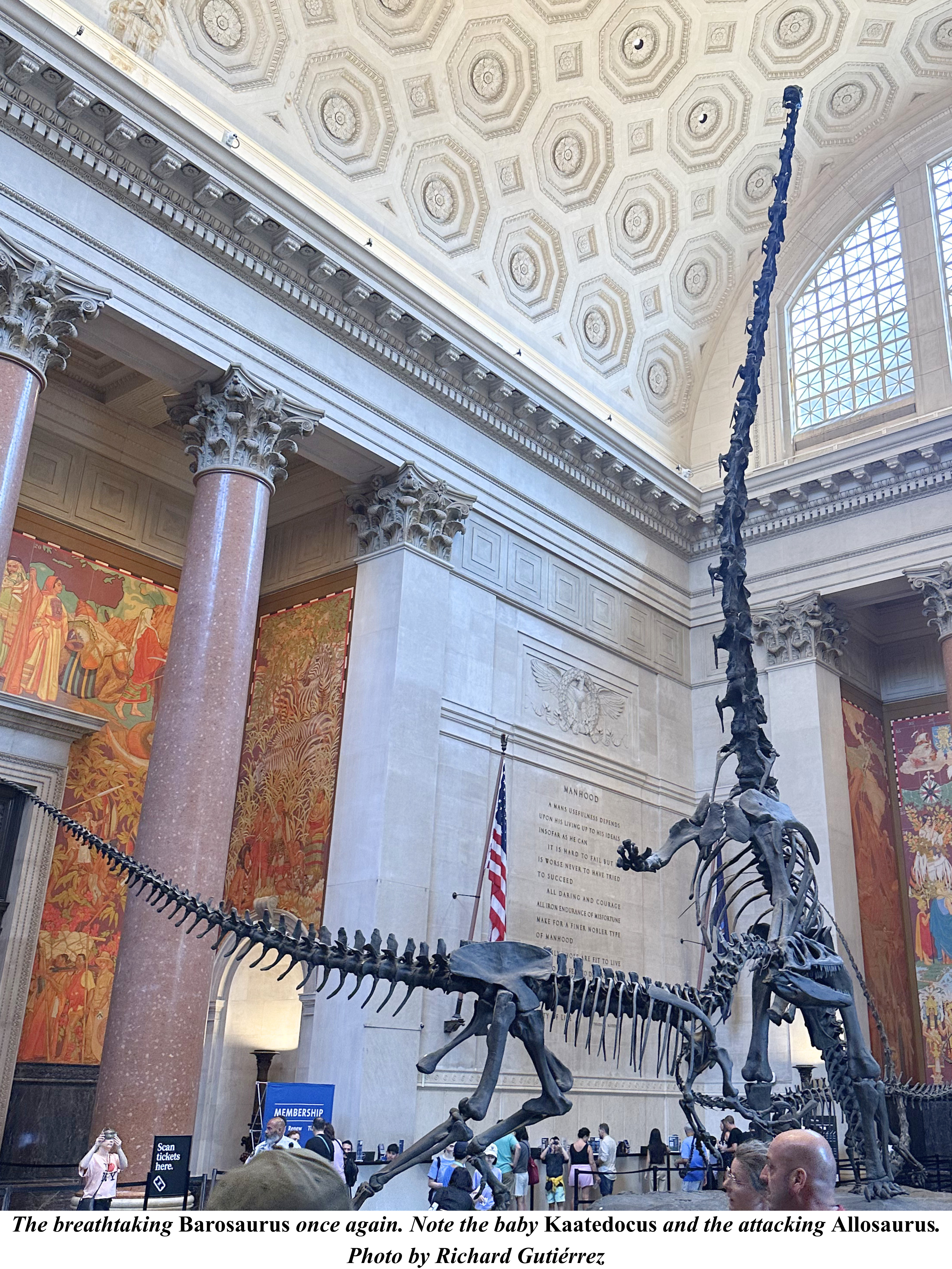 AMNH Barosaurus 