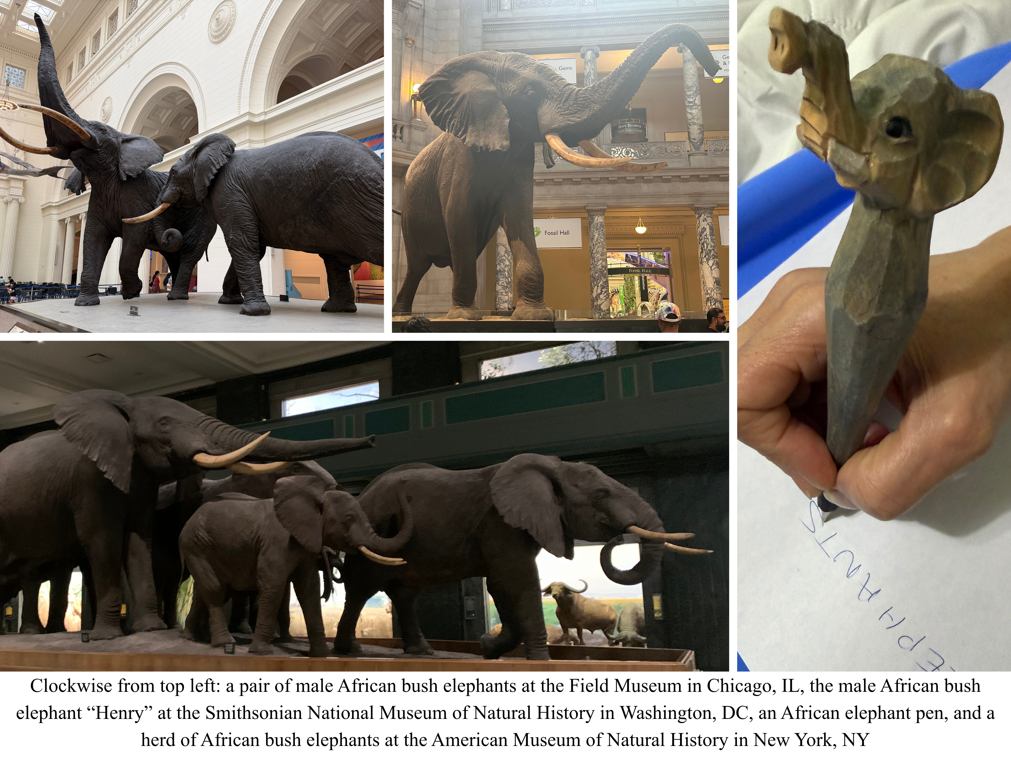 Taxidermied African elephants