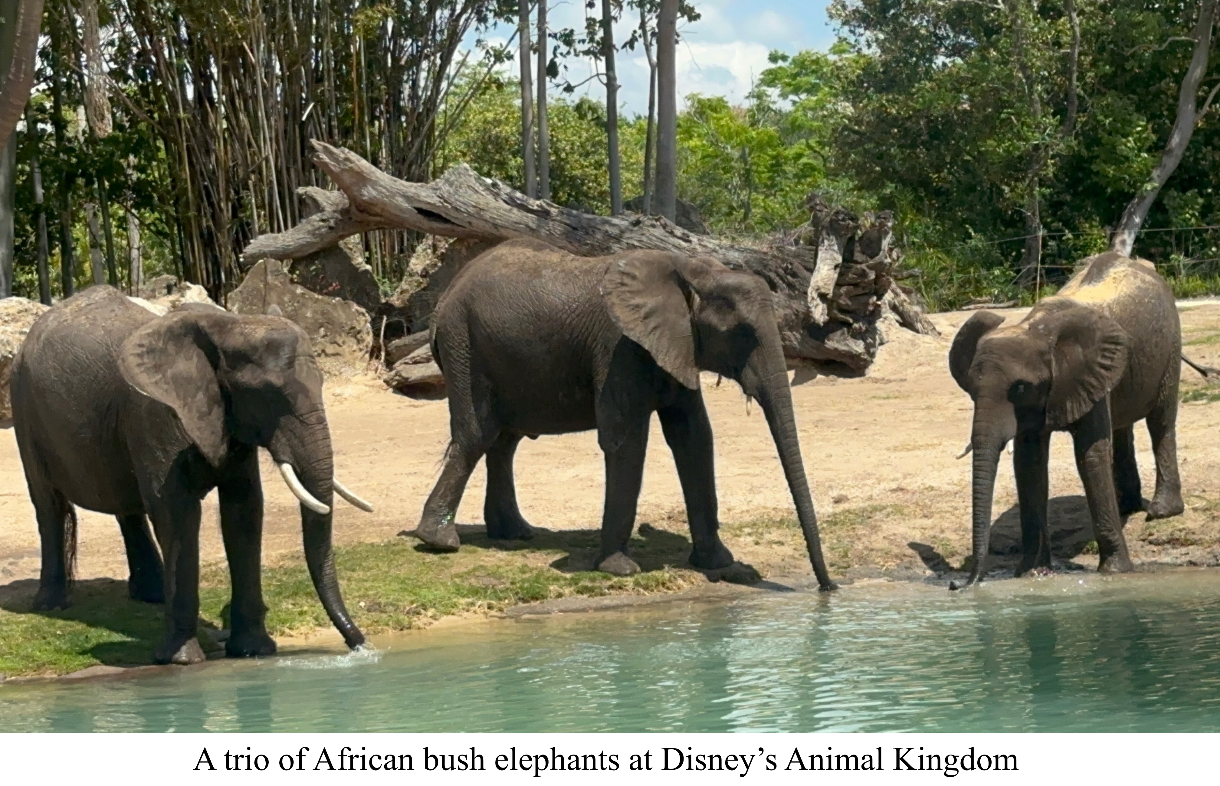 Animal Kingdom Elephants