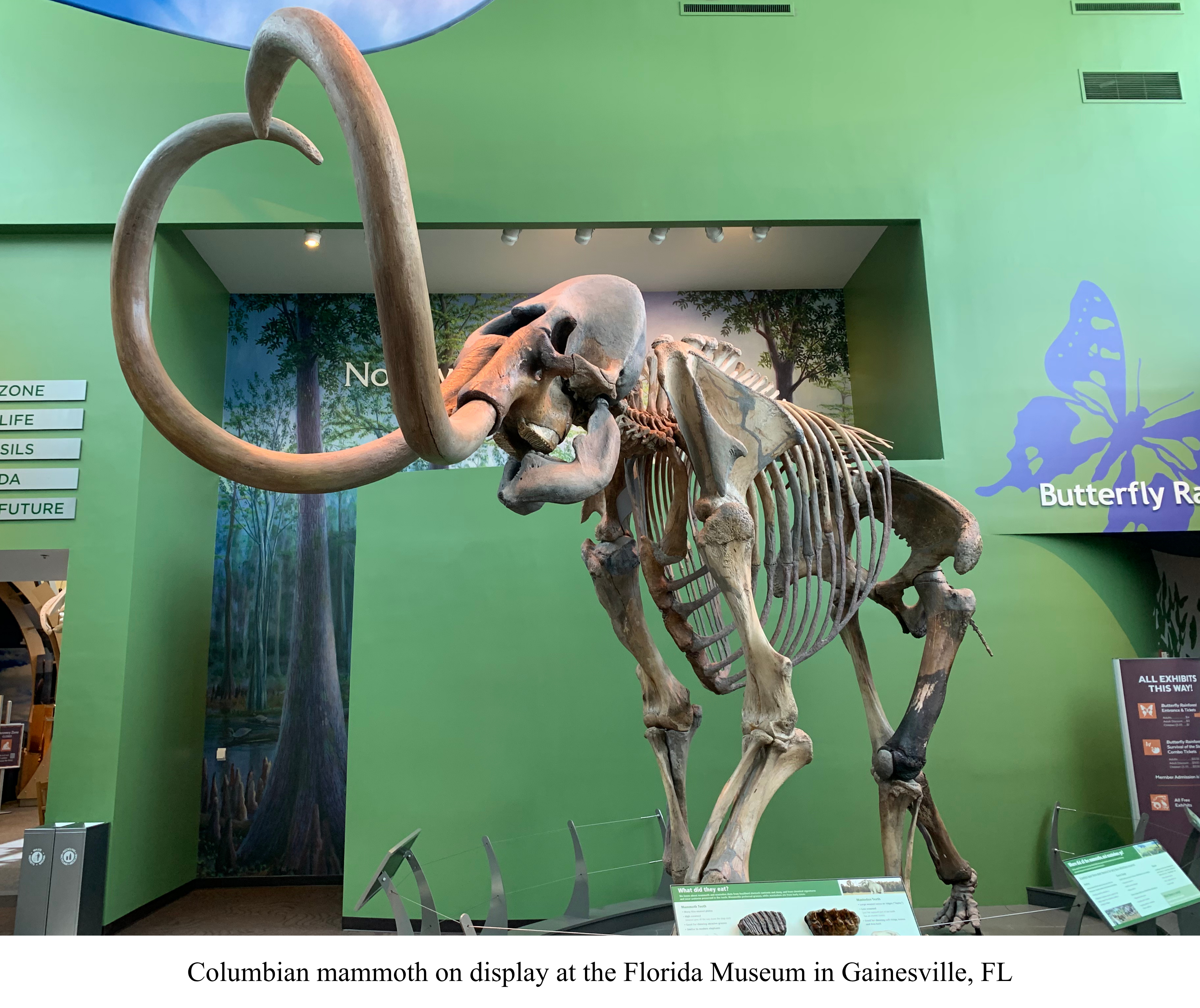 Florida museum Columbian mammoth