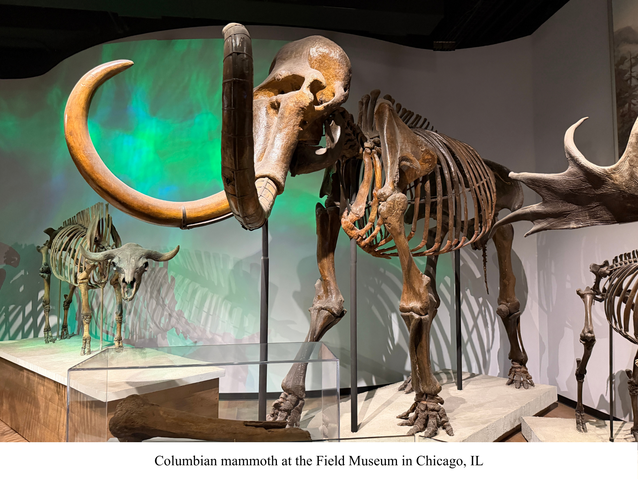 Columbian mammoth at Field Museum