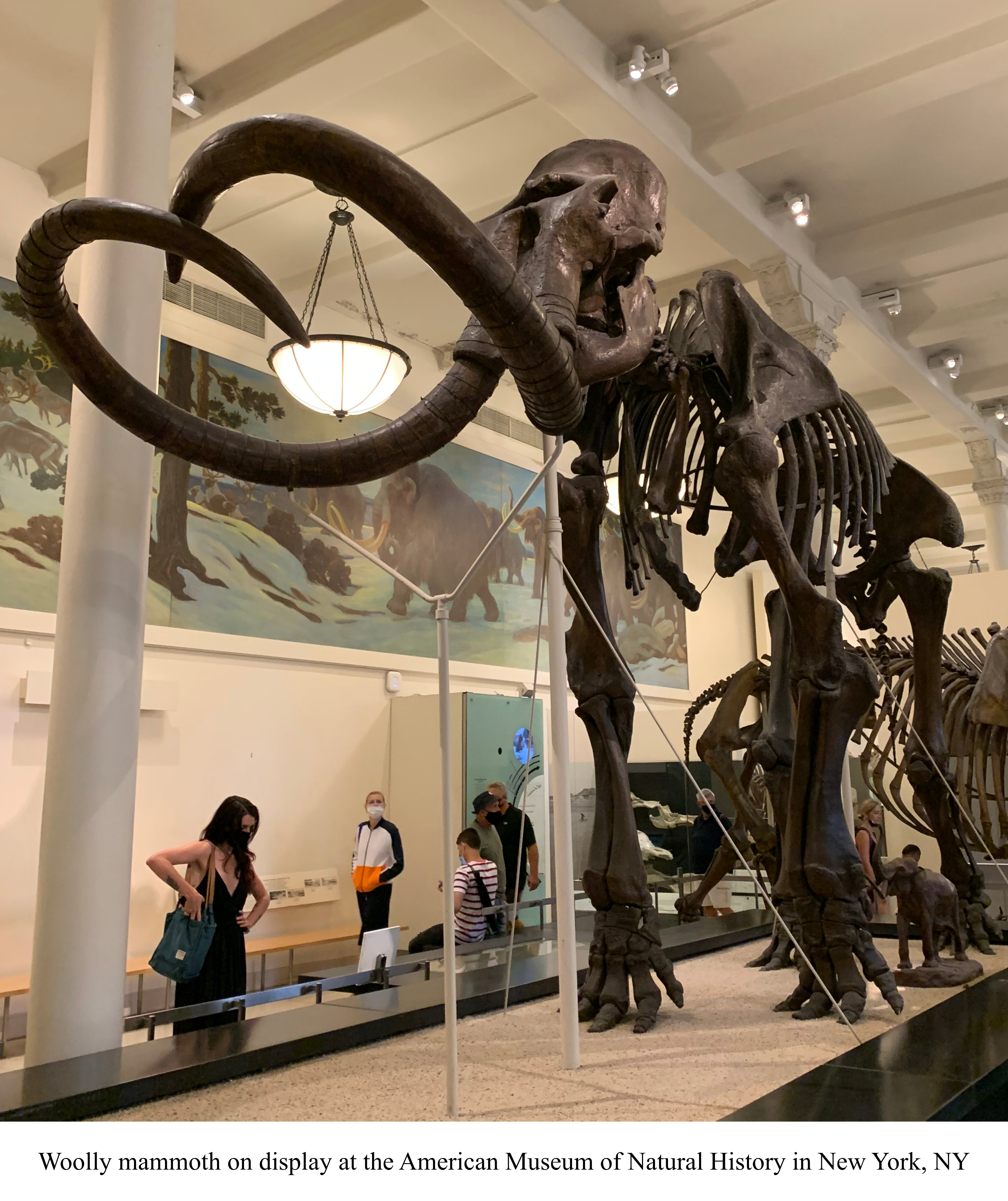 AMNH Woolly Mammoth
