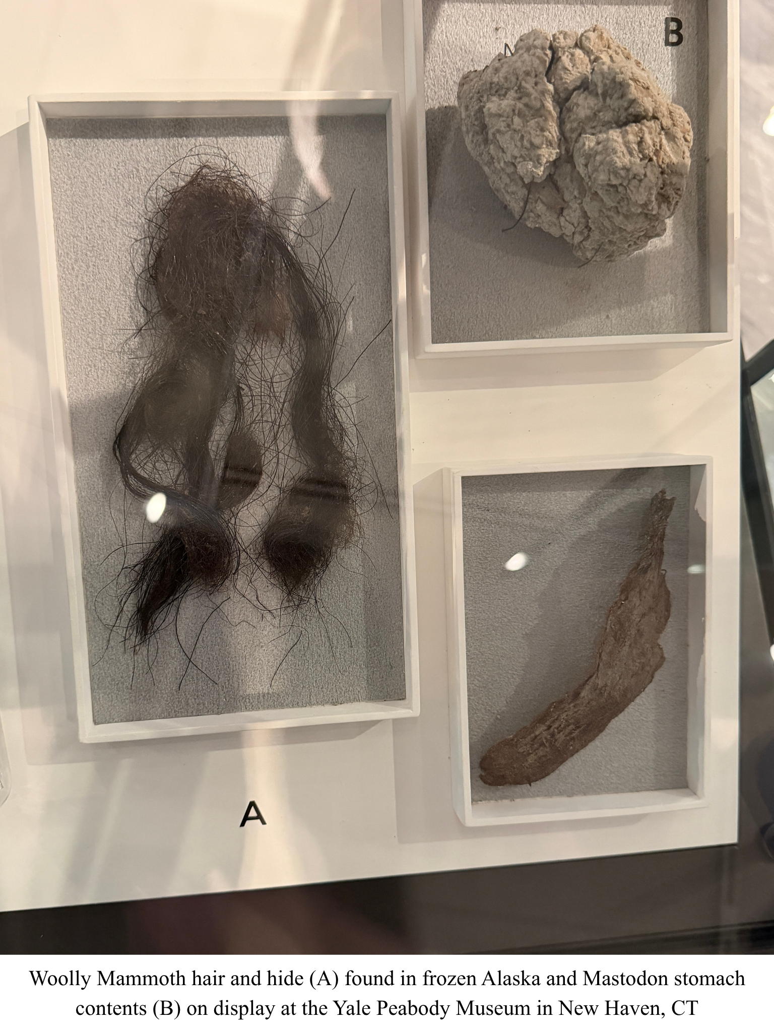 Mammoth hair and hide