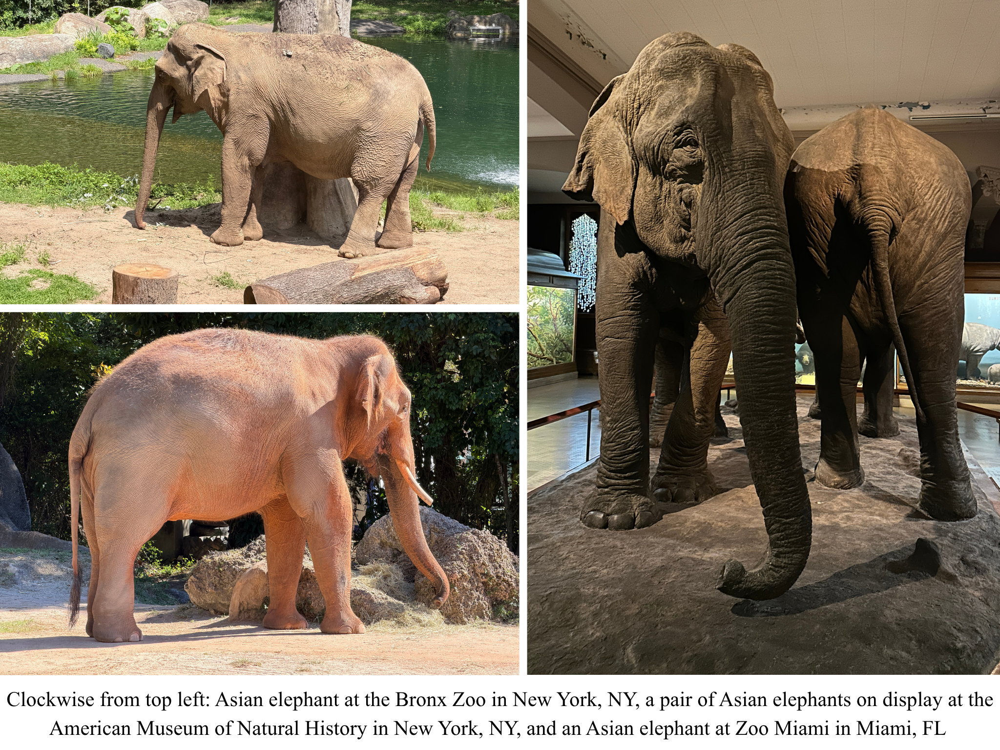 Asian elephants