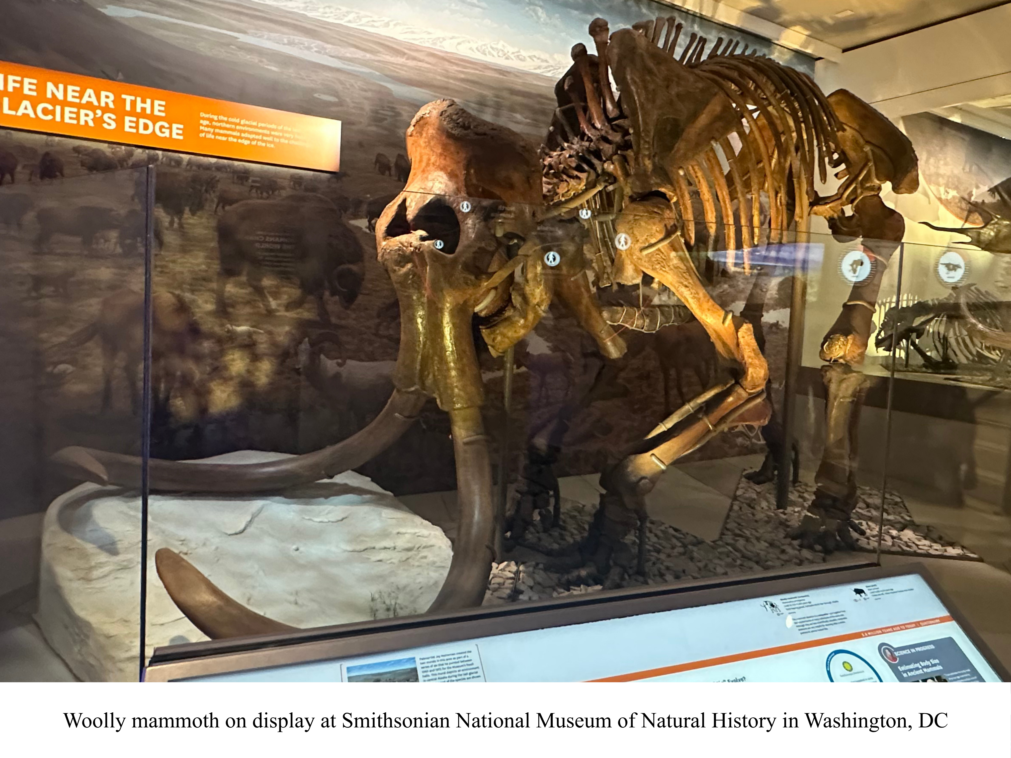 Woolly mammoth at the Smithsonian