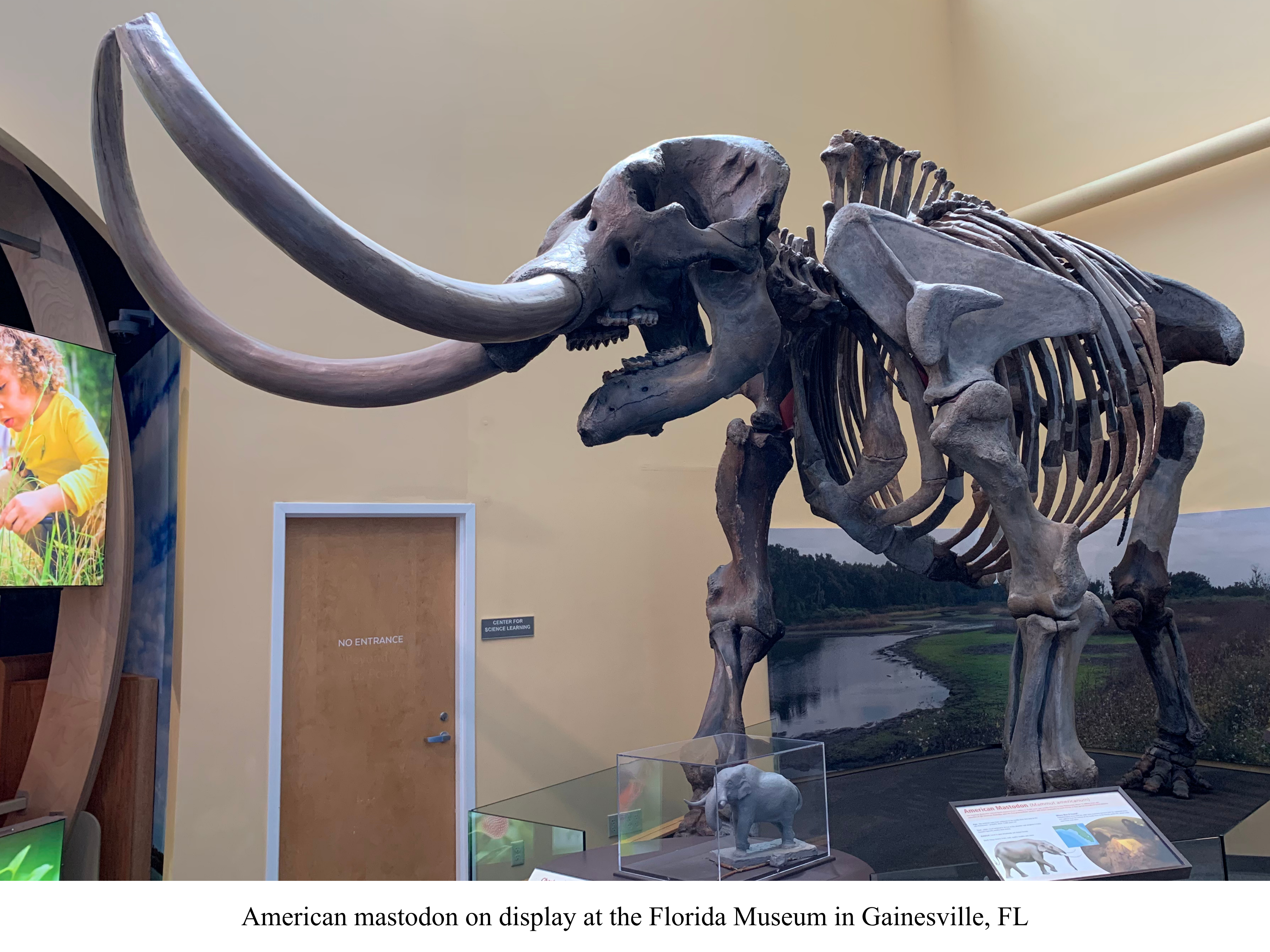 American mastodon at Florida Museum