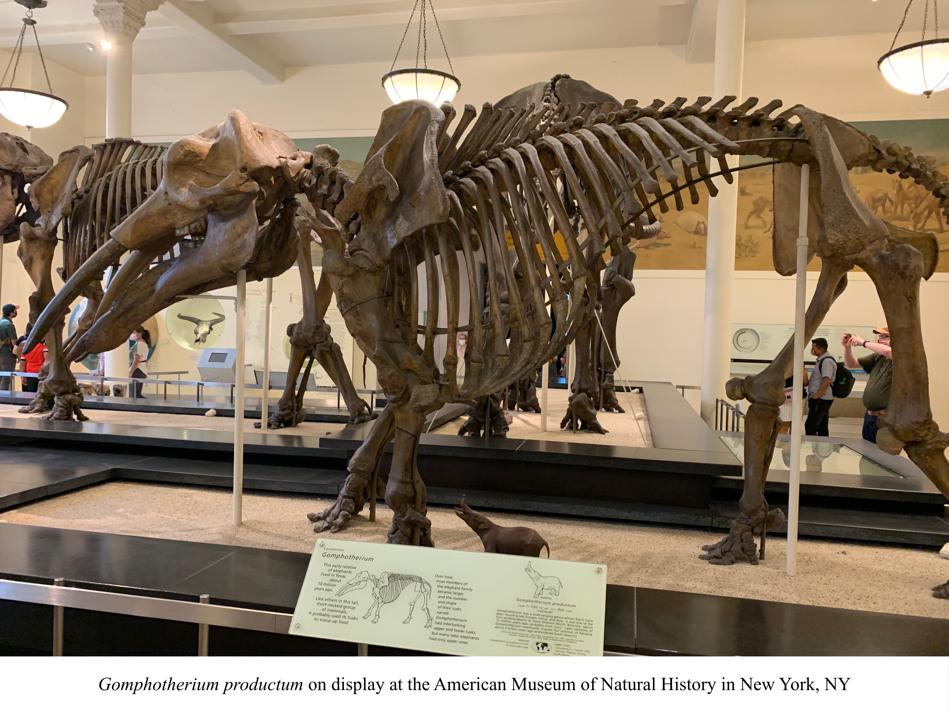 Gomphotherium at AMNH