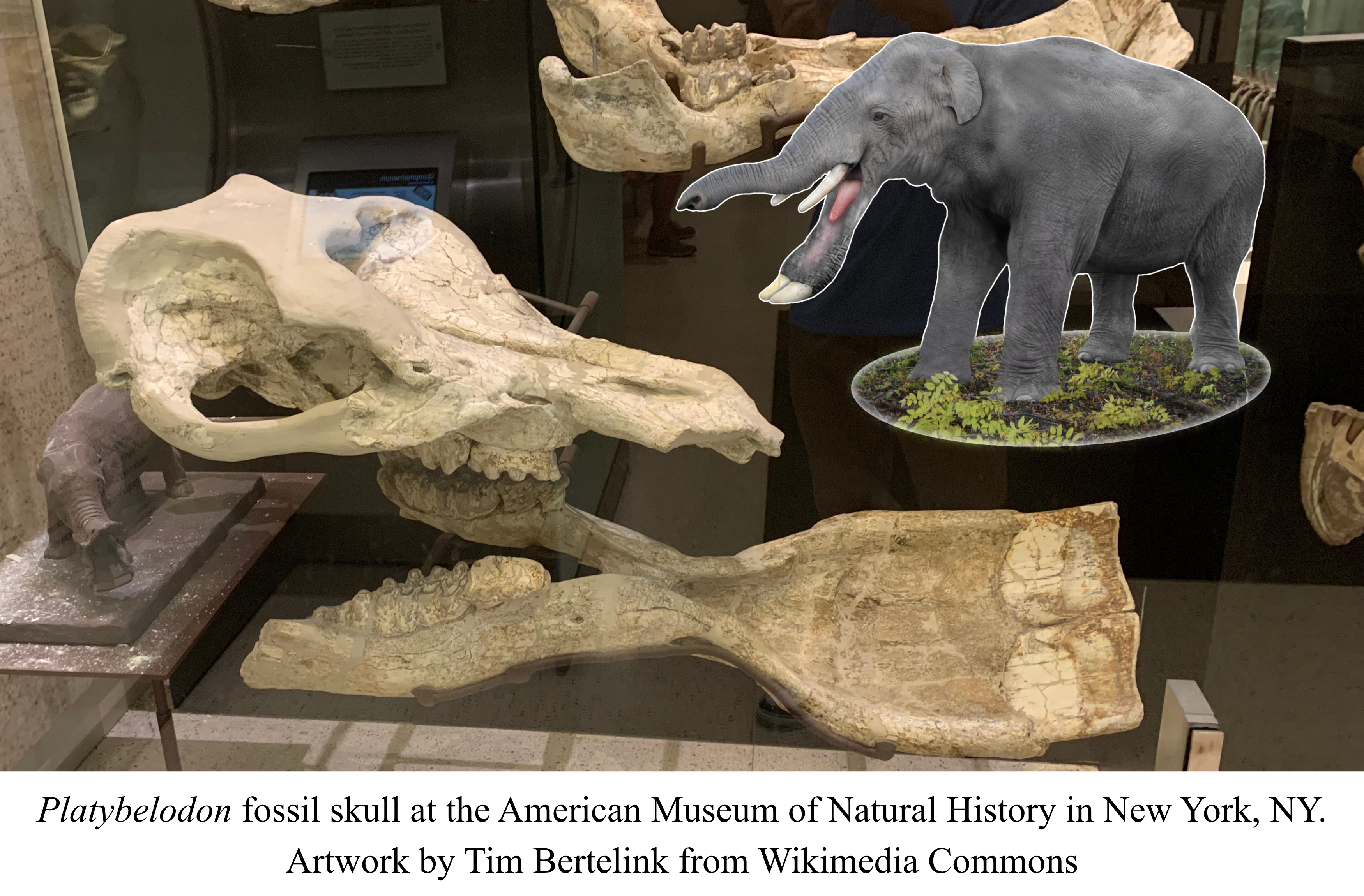 Platybelodon
