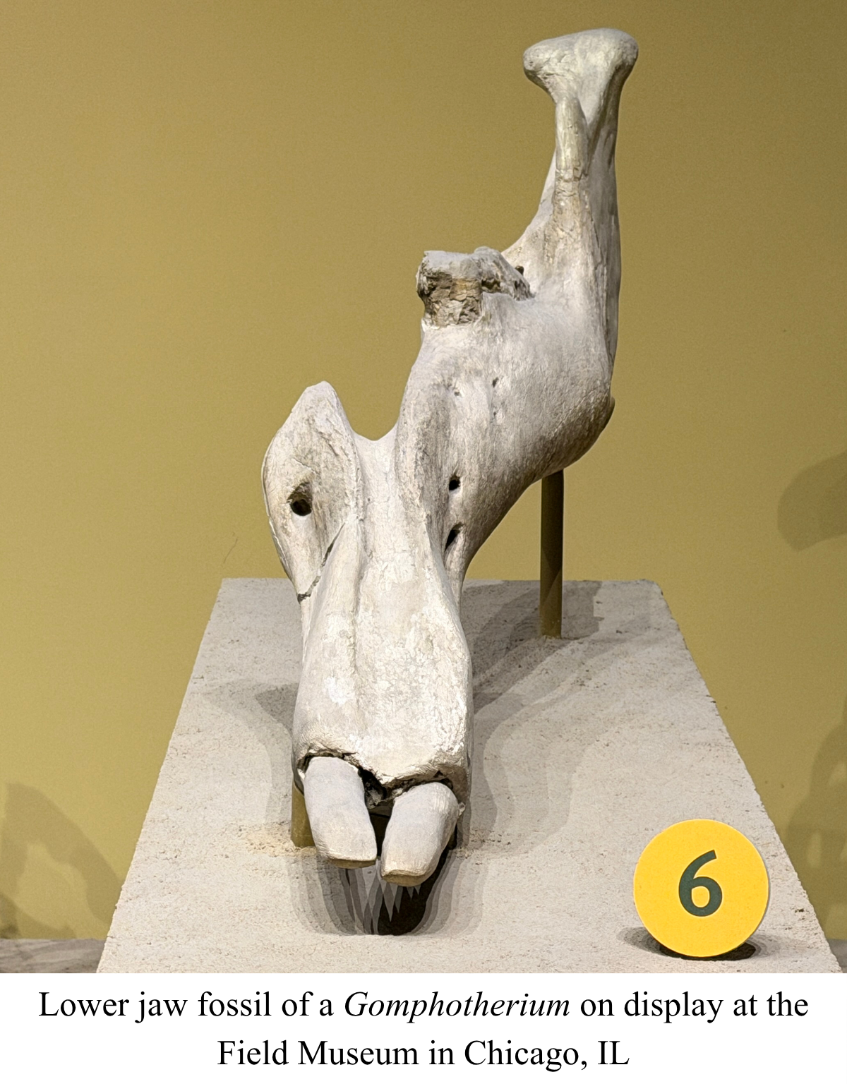 Gomphotherium jaw