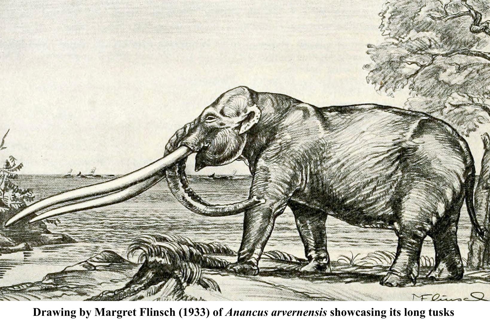 Anancus by Margret Flinsch